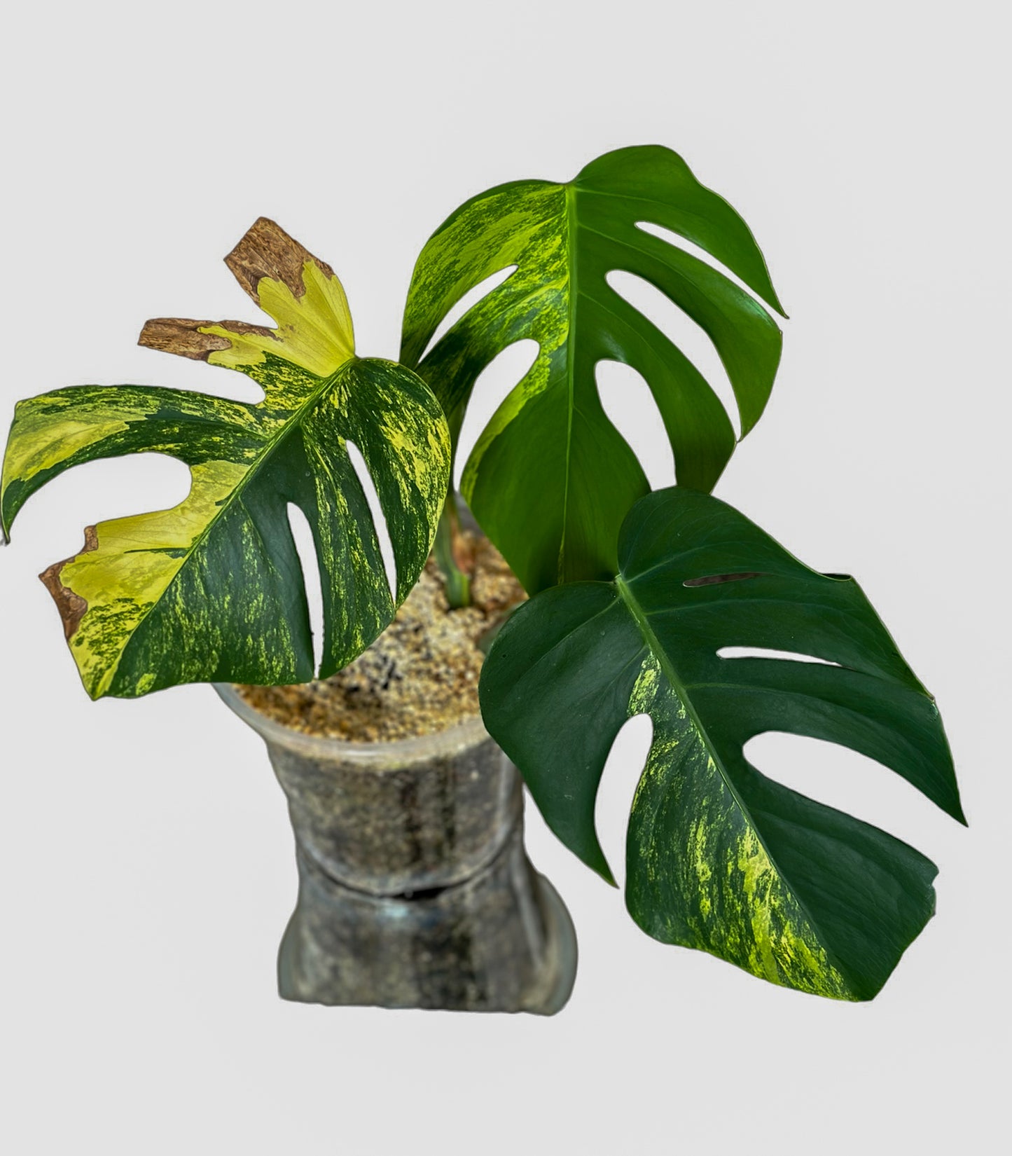 Monstera Aurea Marmorata Top Cutting Plant