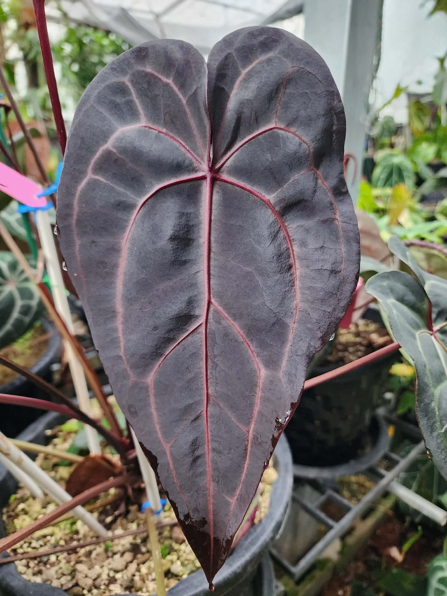 Anthurium Pap Var x Red Velvet Cake 24