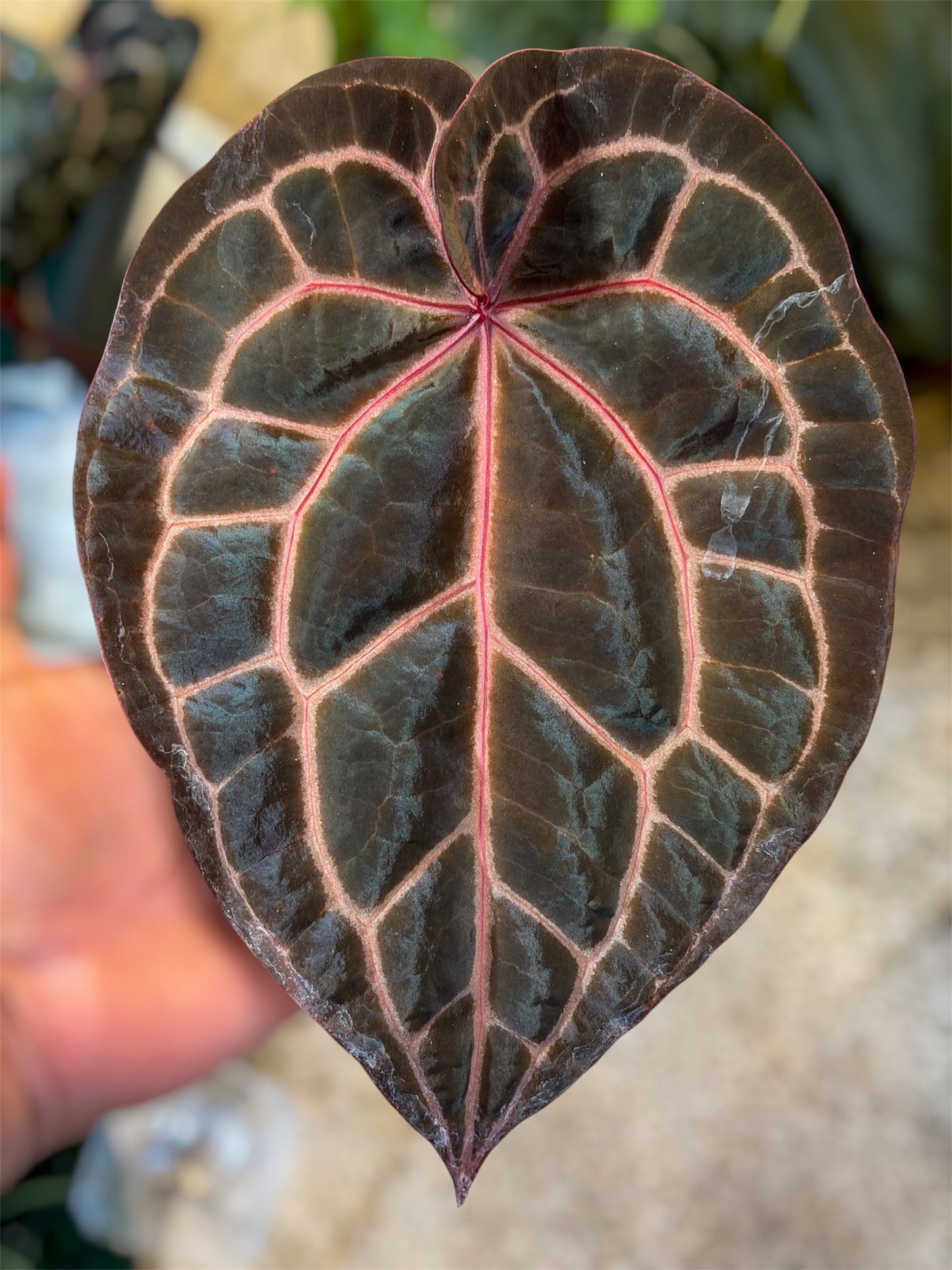 Anthurium Mem. Tim Anderson x Èclat Rouge