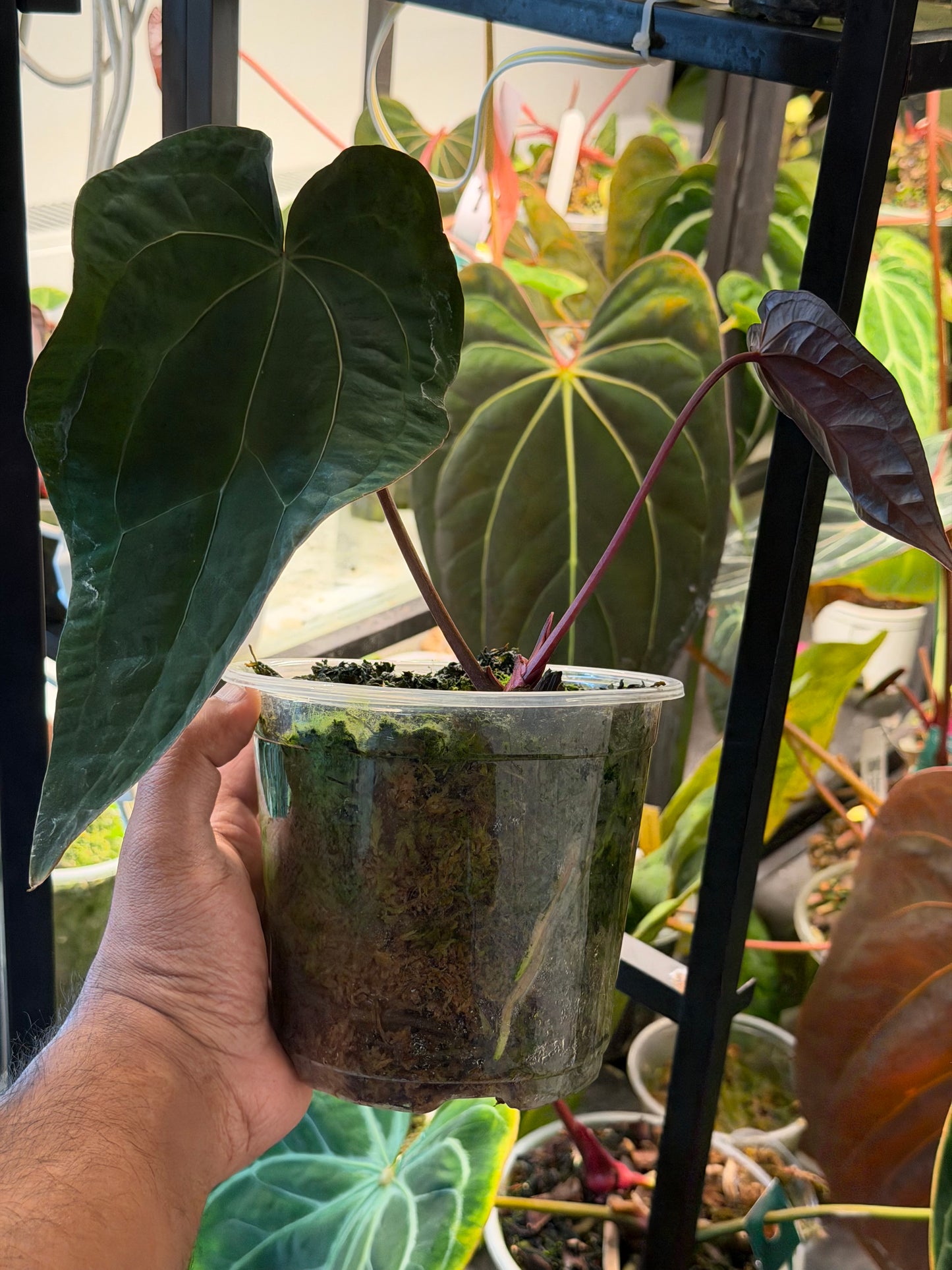 Anthurium Ace of Spades - Limited Edition Clone from the Original Plant