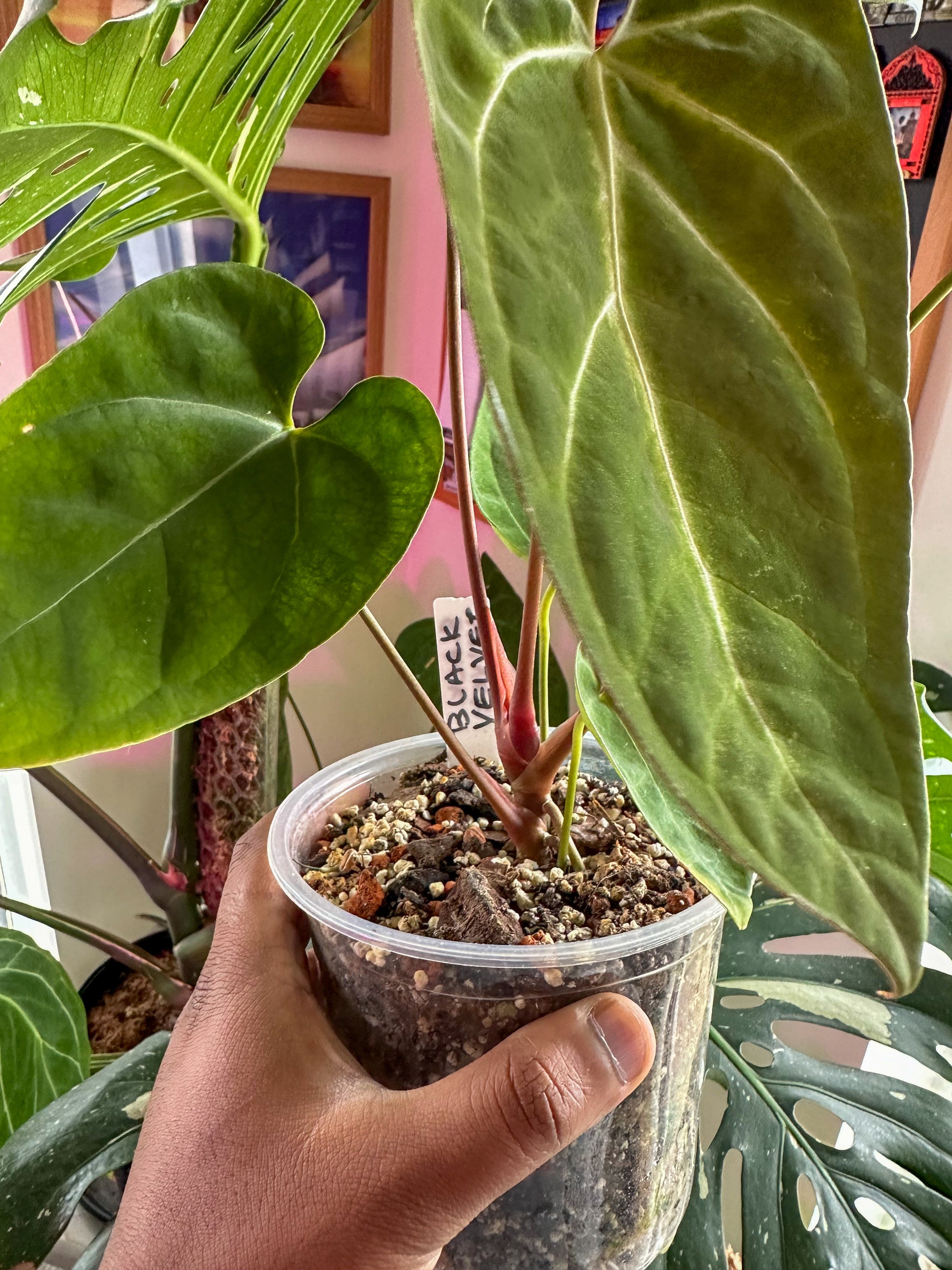 velvet leaf anthurium Anthurium Black Velvet – HappiestPlants