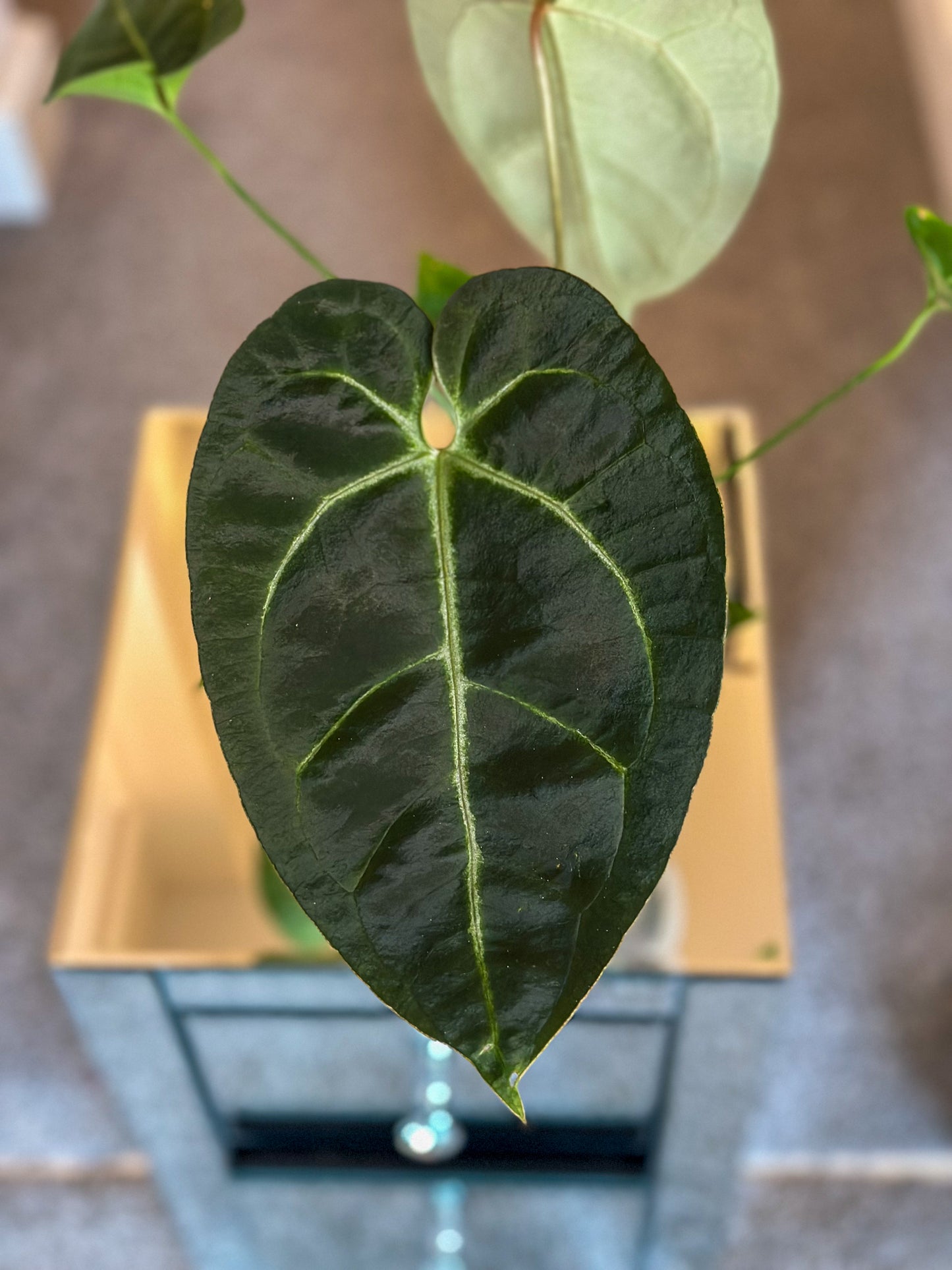 Anthurium Ace of Spades (AOS) x Black Velvet - #2