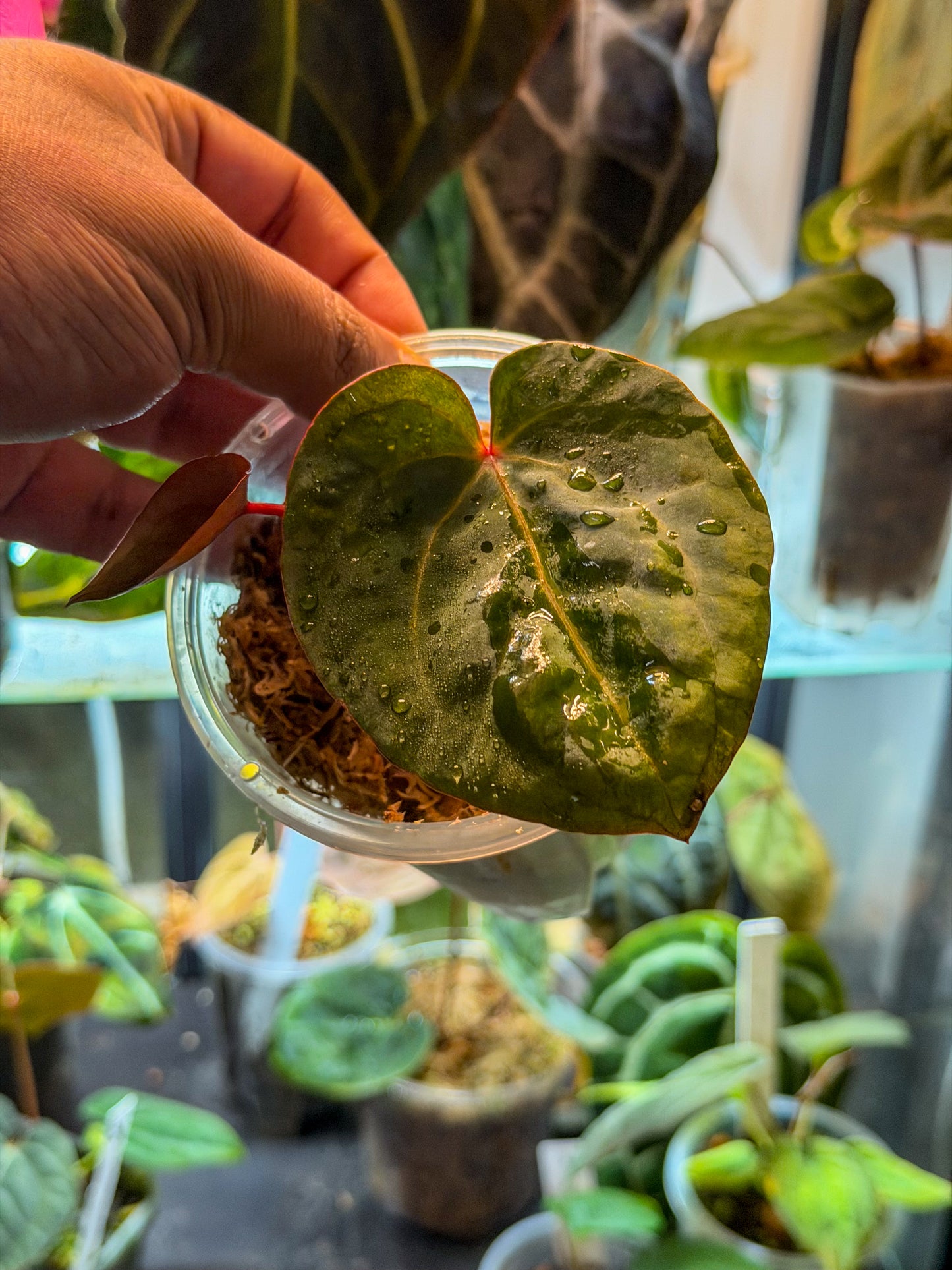 Anthurium Bloodmoon - Original Clone