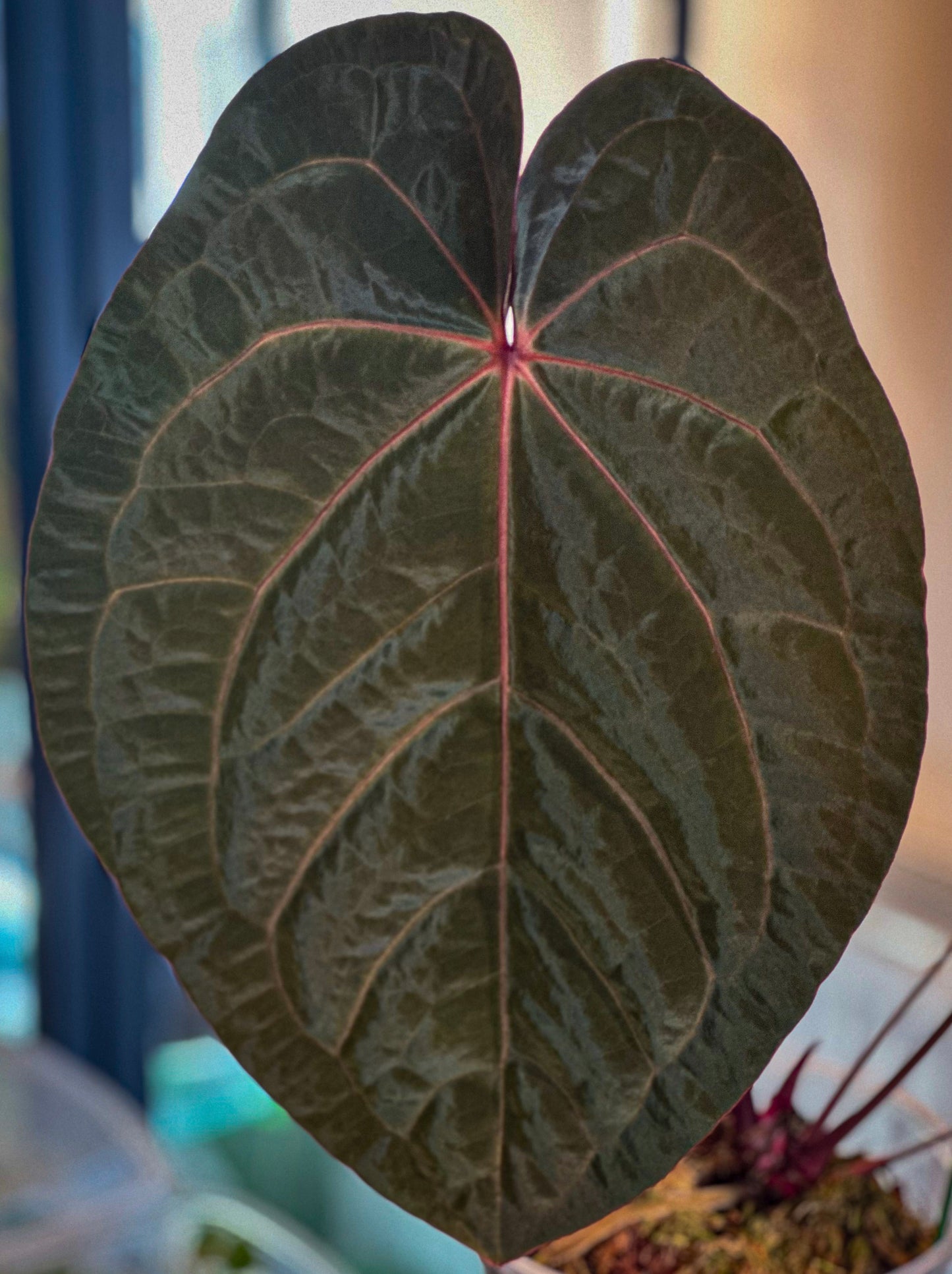 Anthurium Hoffmani Lune de sang