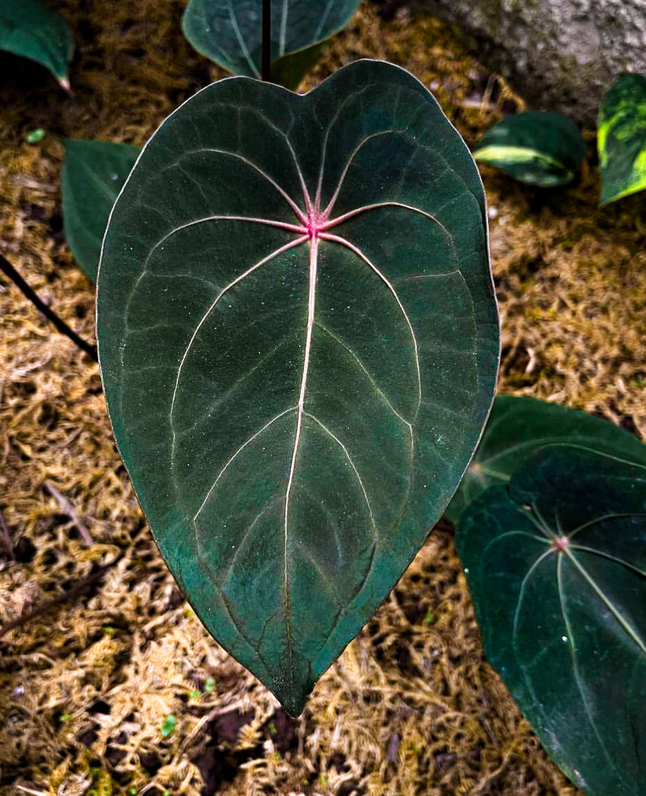 Anthurium Red Spider