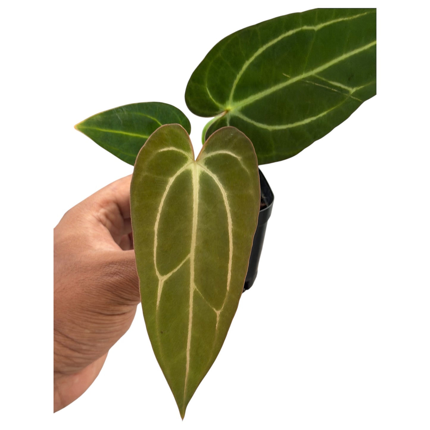 Anthurium Carlablackiae (Round x GPH-001) x (BVEP x Carlablackiae)