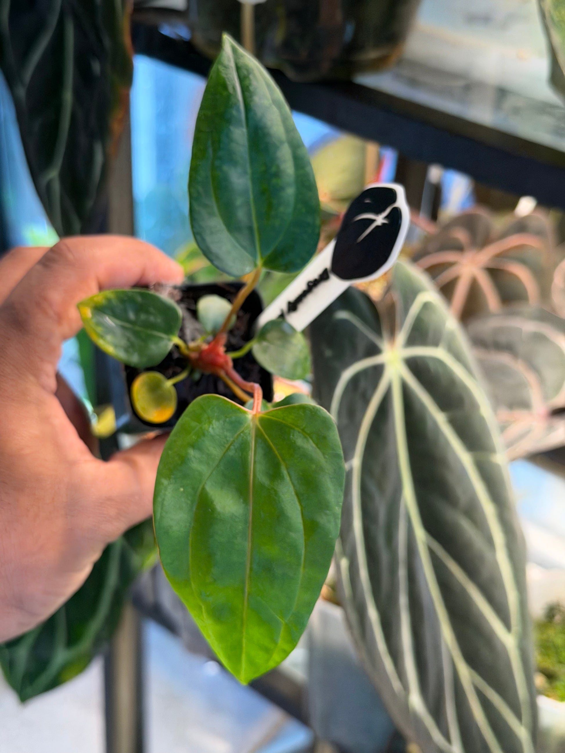 anthurium red dragon Anthurium Dragonfly (Mr Worldwide x Night Dragon) – HappiestPlants