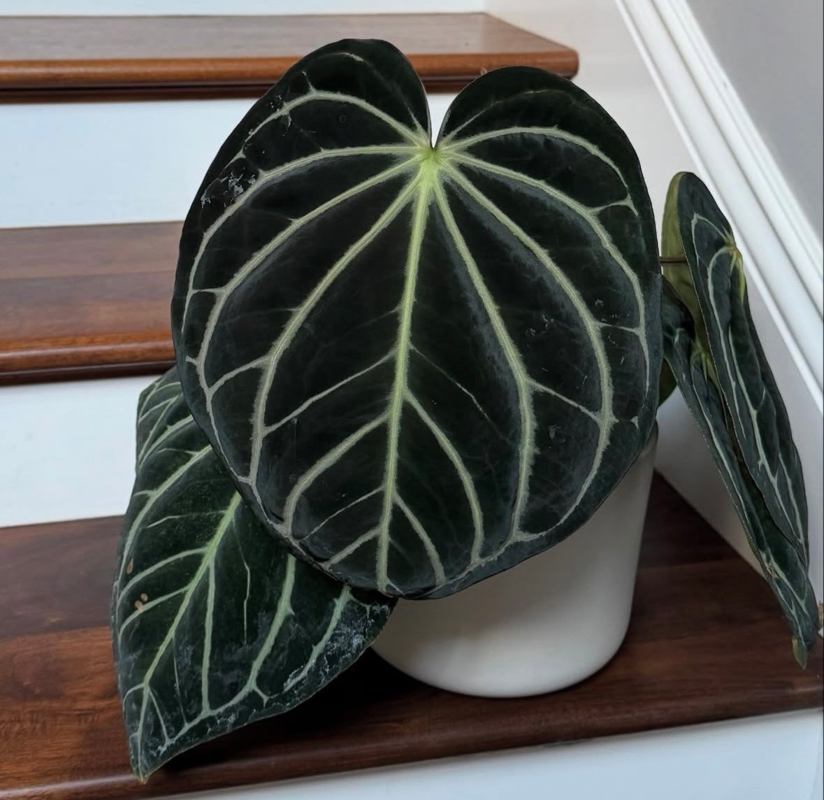 Anthurium Carlablackiae Peter Parker X 5x10 (Ted)