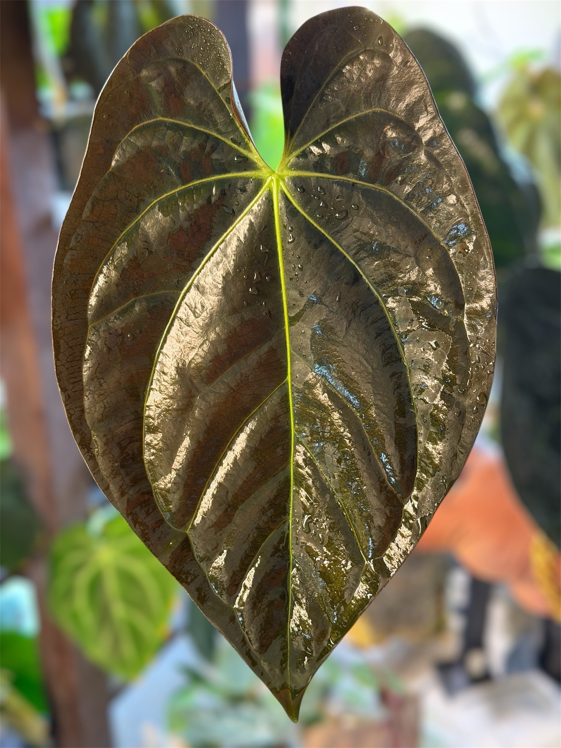 ala moana pakalana anthurium Anthurium (Guna Yala x Carlablackiae) x Carlablackiae RA10 S1 – HappiestPlants
