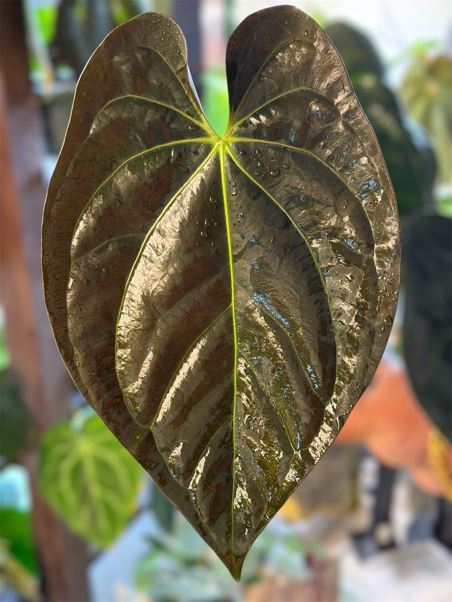Anthurium (Guna Yala x Carlablackiae) x Carlablackiae RA10 S1