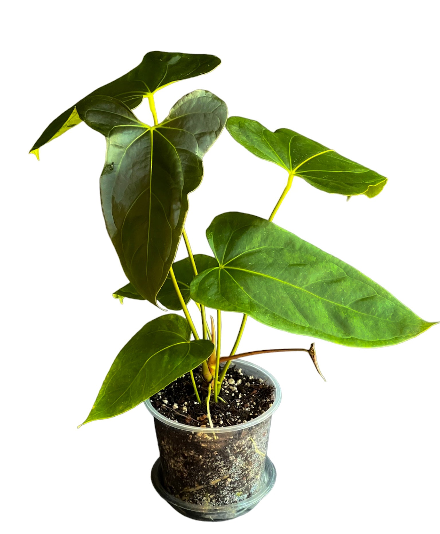 anthurium bromelicola Anthurium Black Sweet x Indo Portillae – HappiestPlants