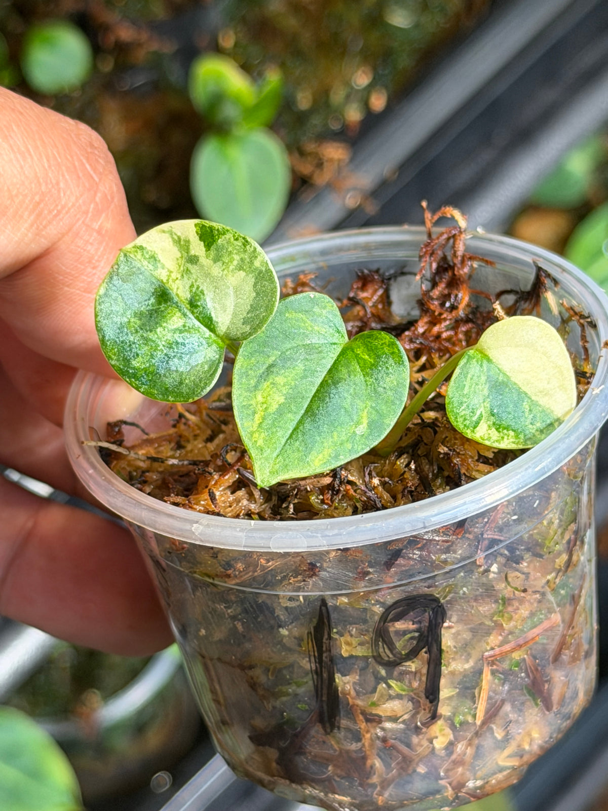 Anthurium (Dressleri x Pap Var) x Carlablackiae RA10 S1 - Select Variegated Seedlings