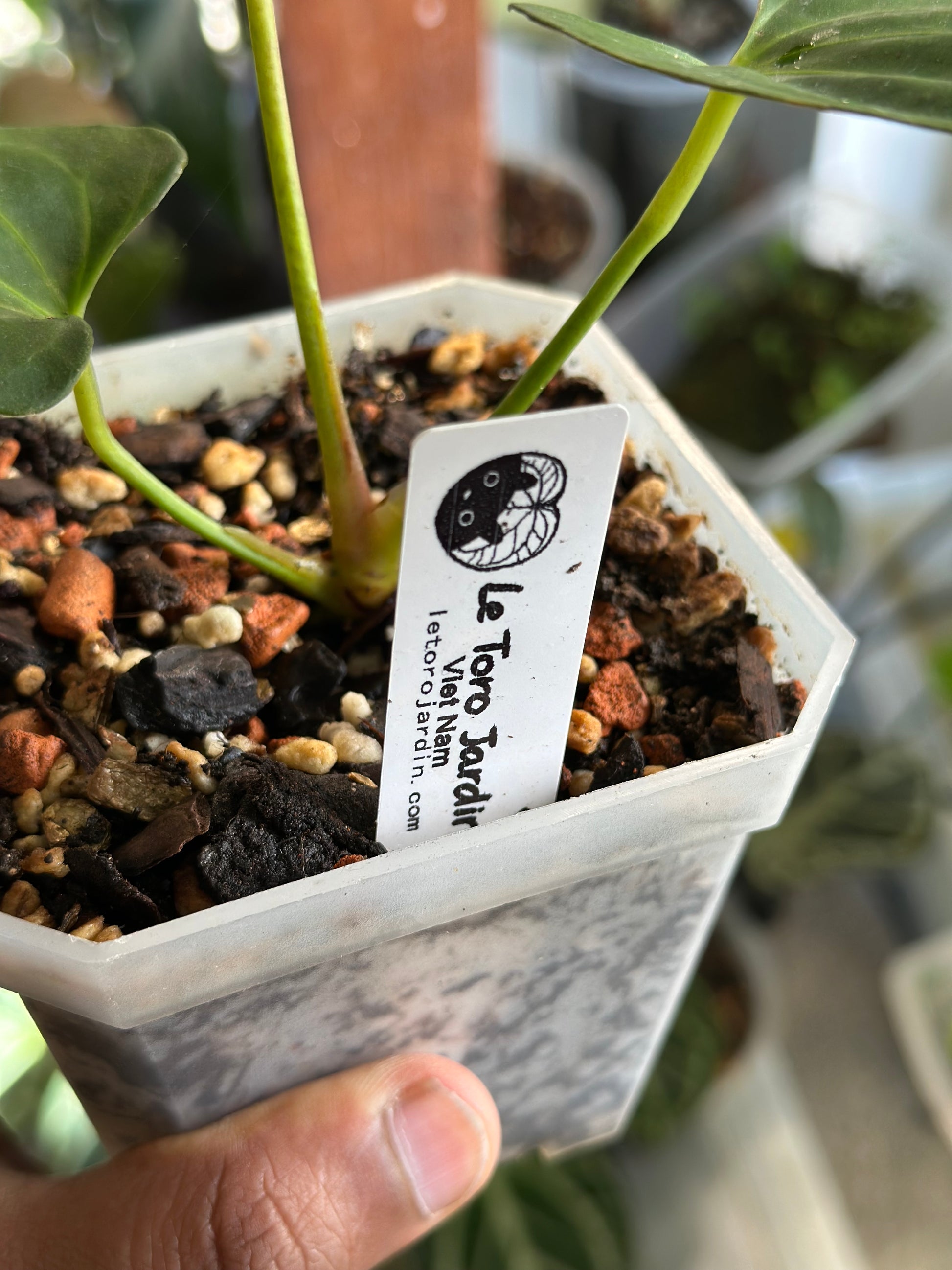 anthurium nse portillae Anthurium Portillae S1 (NSE) – HappiestPlants