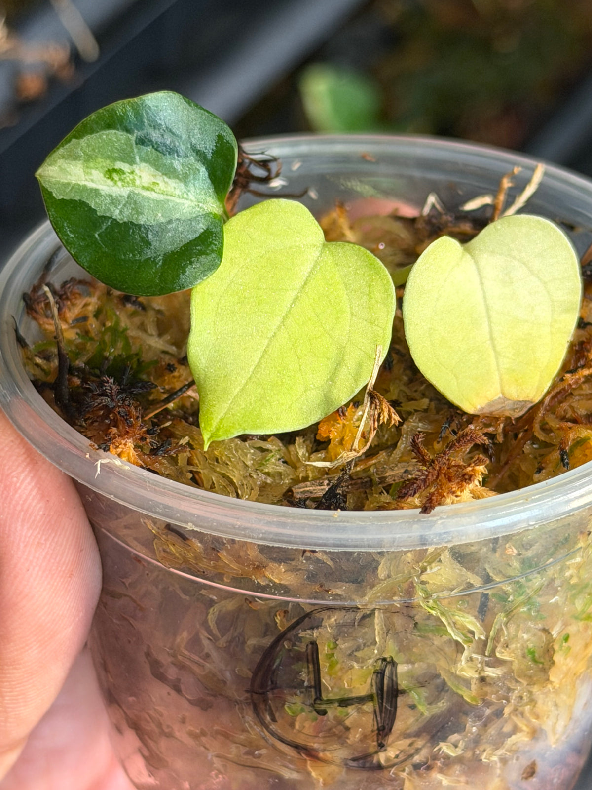 Anthurium (Dressleri x Pap Var) x Carlablackiae RA10 S1 - Select Variegated Seedlings