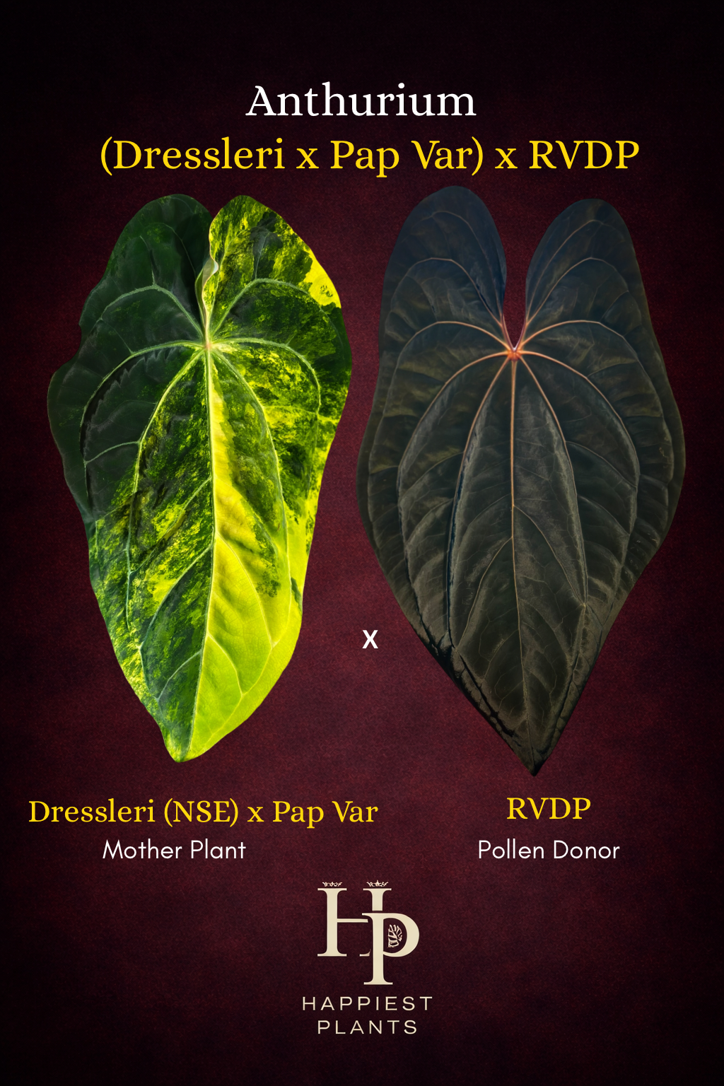 Anthurium (Dressleri x Pap Var) x RVDP