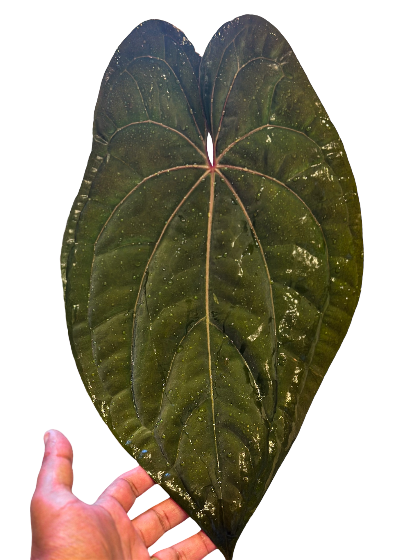 Anthurium RVDP x Self