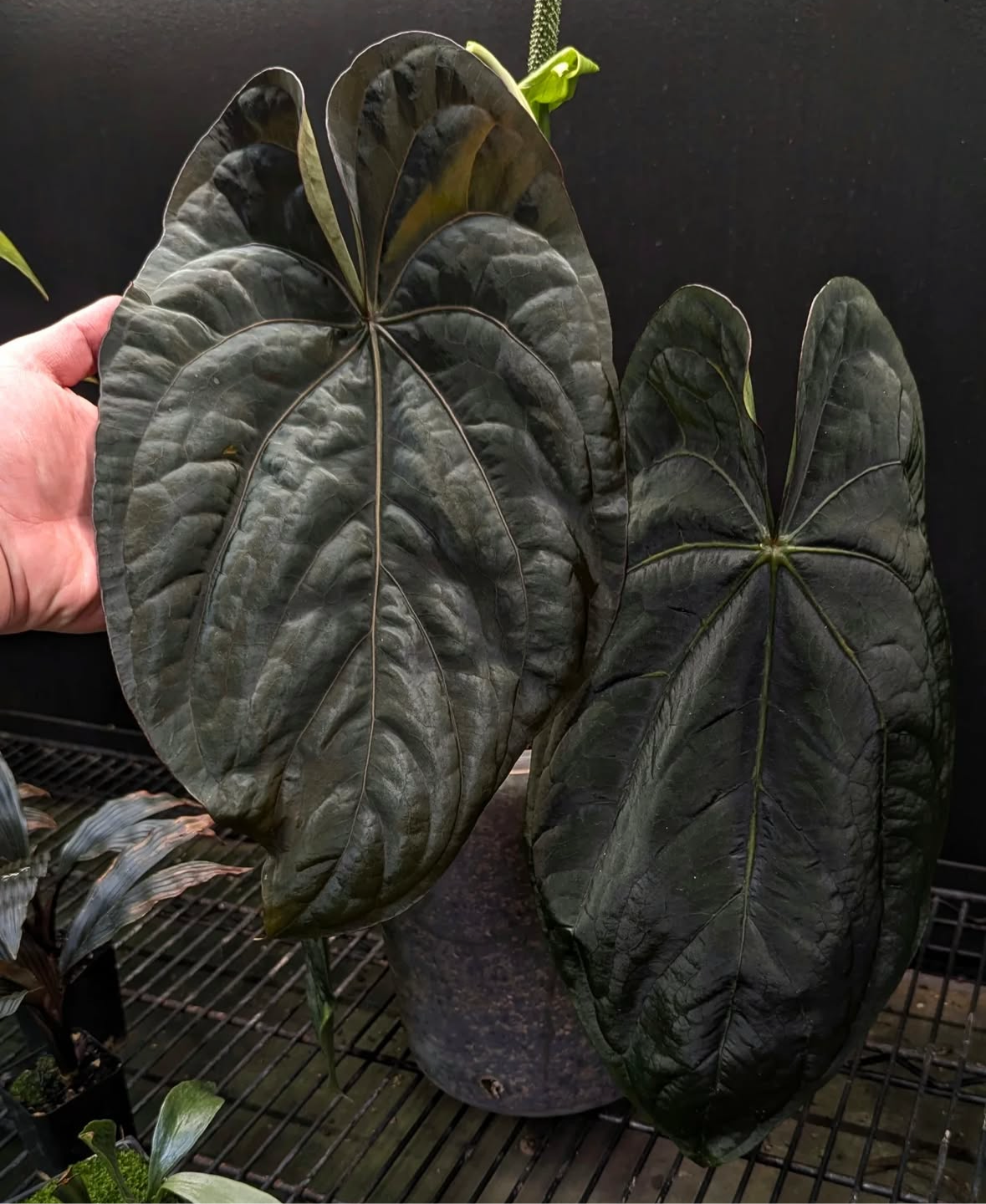 anthurium dressleri ドレスレリ Anthurium dressleri x dressleri - TEG | Rare Aroid Hybrid