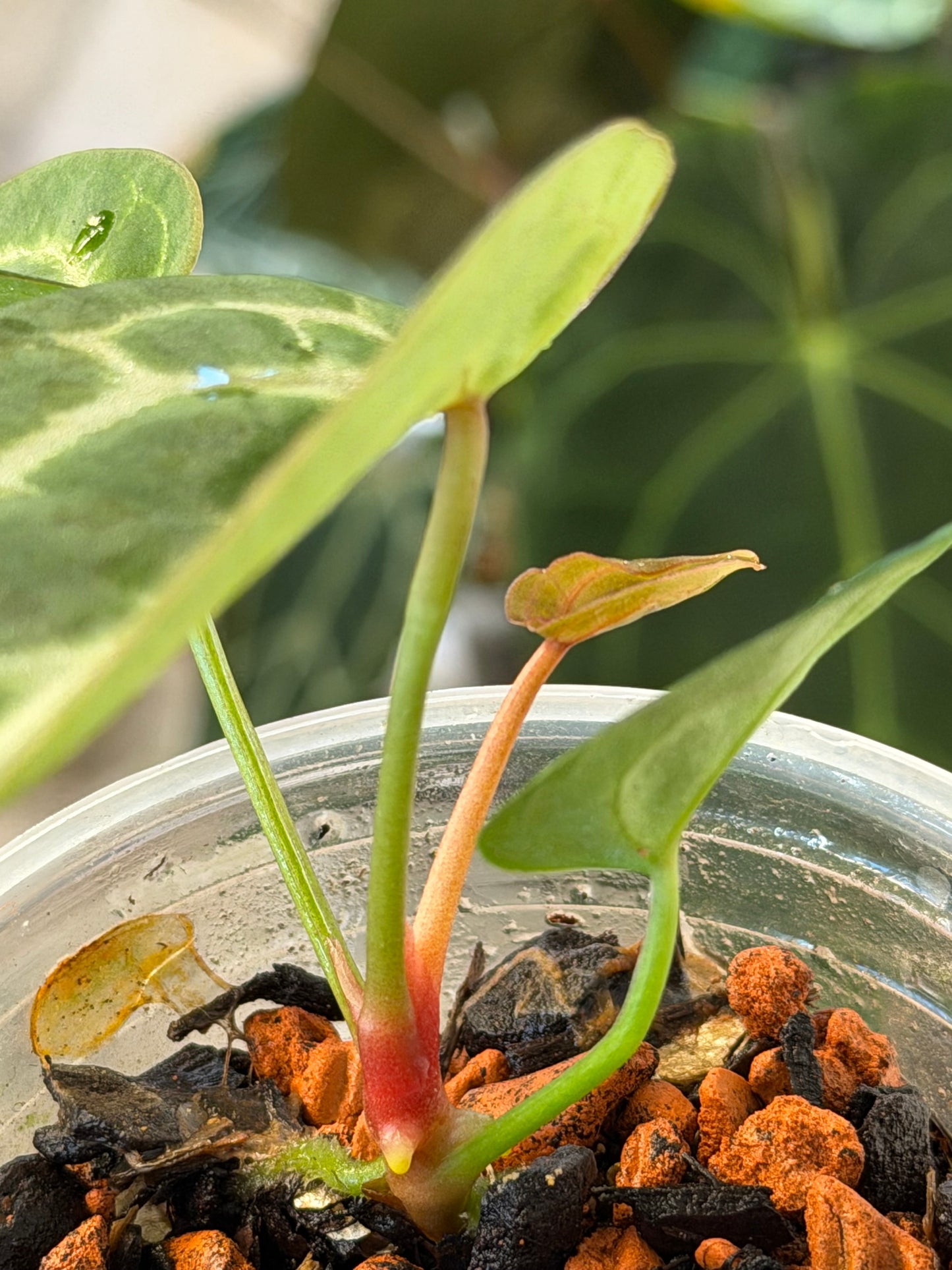 Anthurium (Forgetii x Red Crystal) x (SKG Pink Lemonade x Red Crystal)