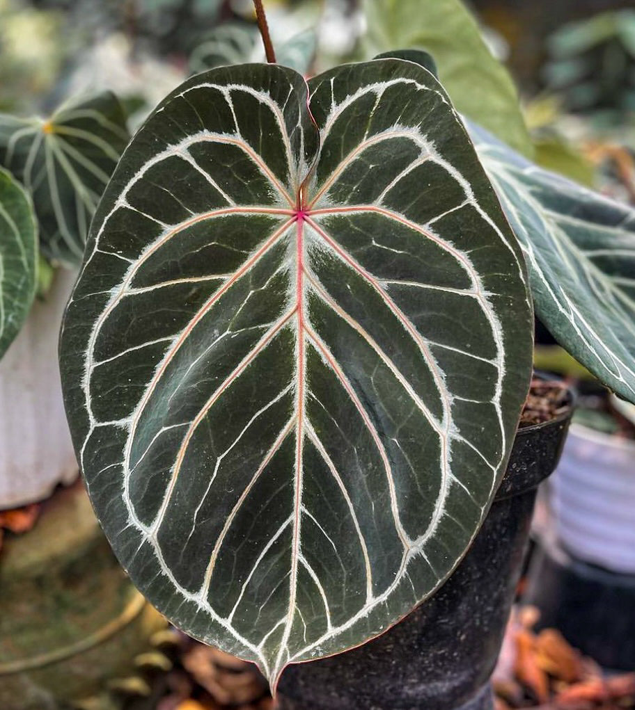 Anthurium King of Spades Regal Beauty | HappiestPlantsbyAMJ