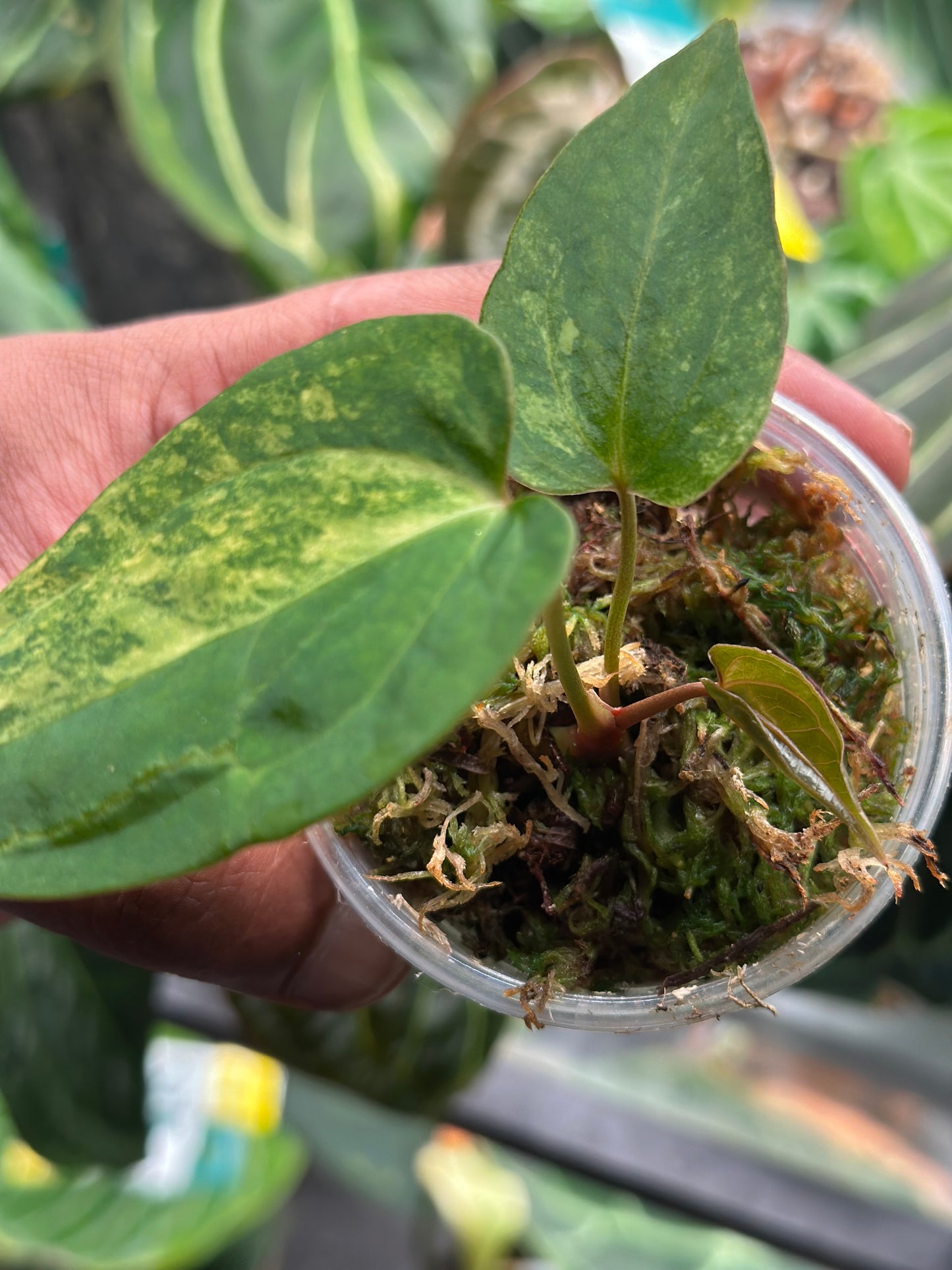 Papillilaminum Var x Guna Yala