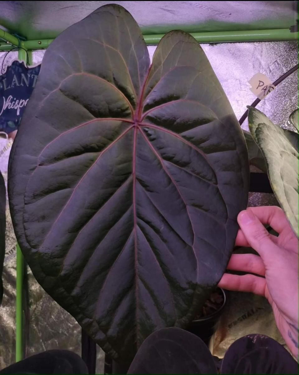 Anthurium Code Red