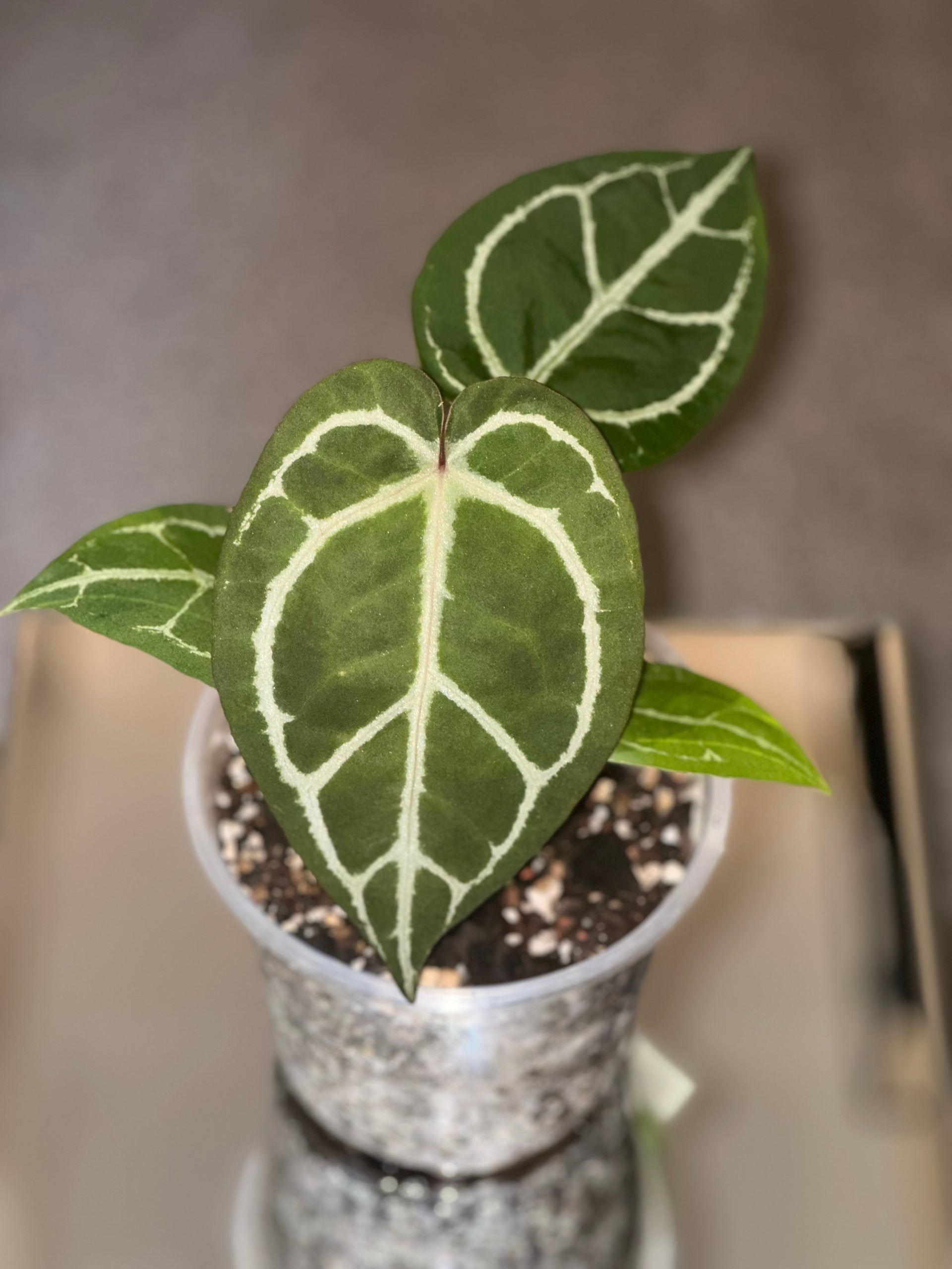 anthurium greige Anthurium DB F2 x Red Crystallinium – HappiestPlants
