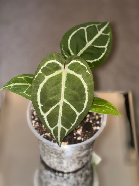 anthurium crystal sky Anthurium Crystal Sky Setzlinge