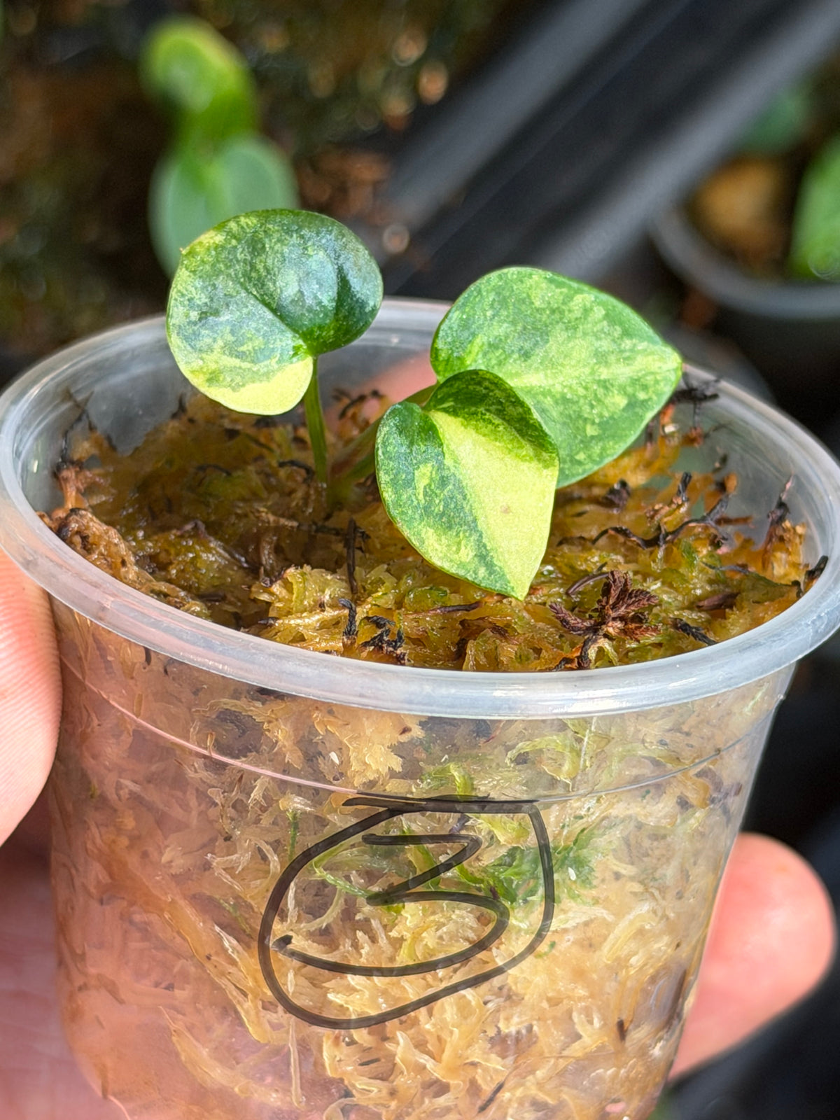 Anthurium (Dressleri x Pap Var) x Carlablackiae RA10 S1 - Select Variegated Seedlings