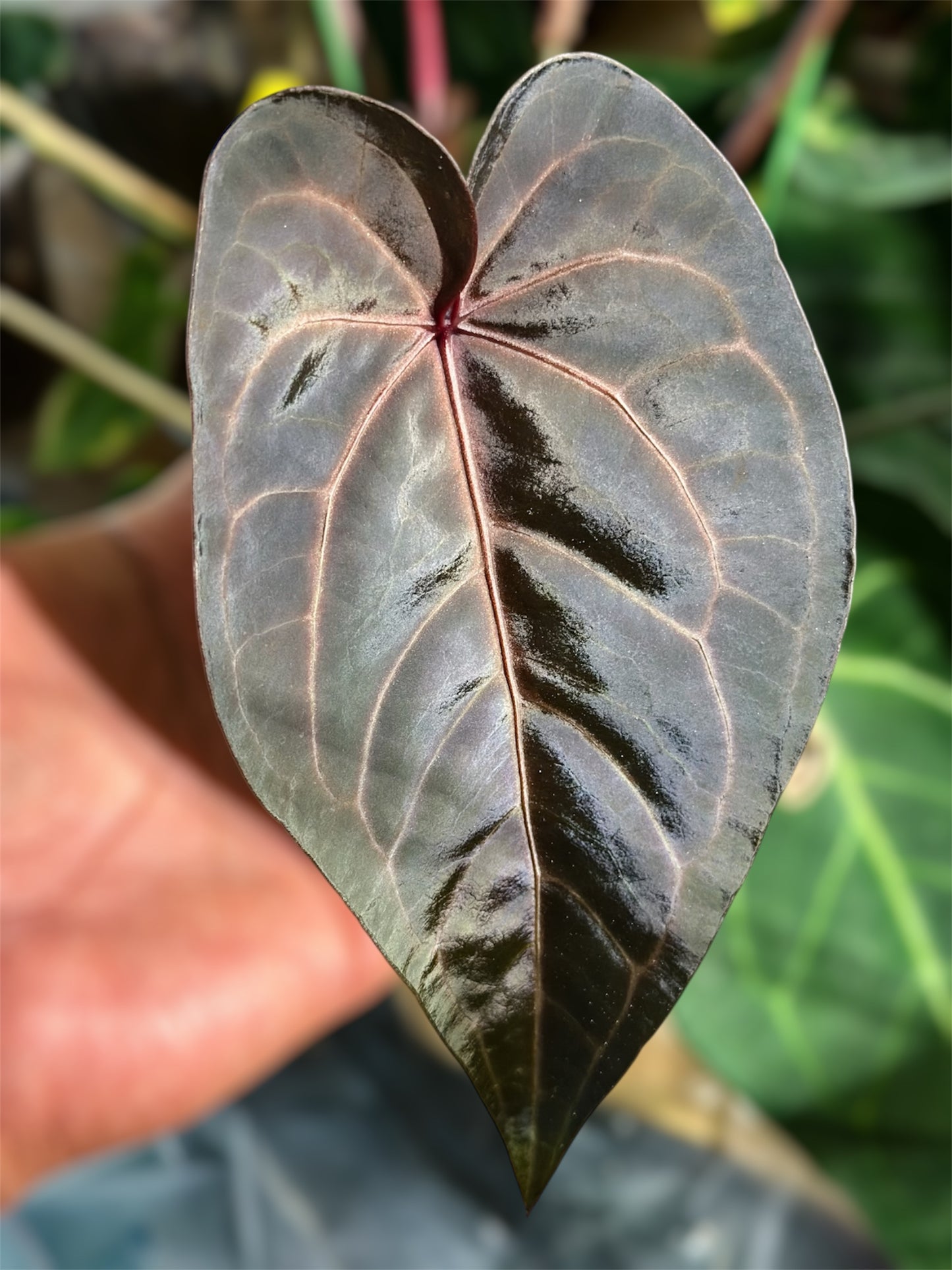 Anthurium RVC x D&H X Supermassive Spider