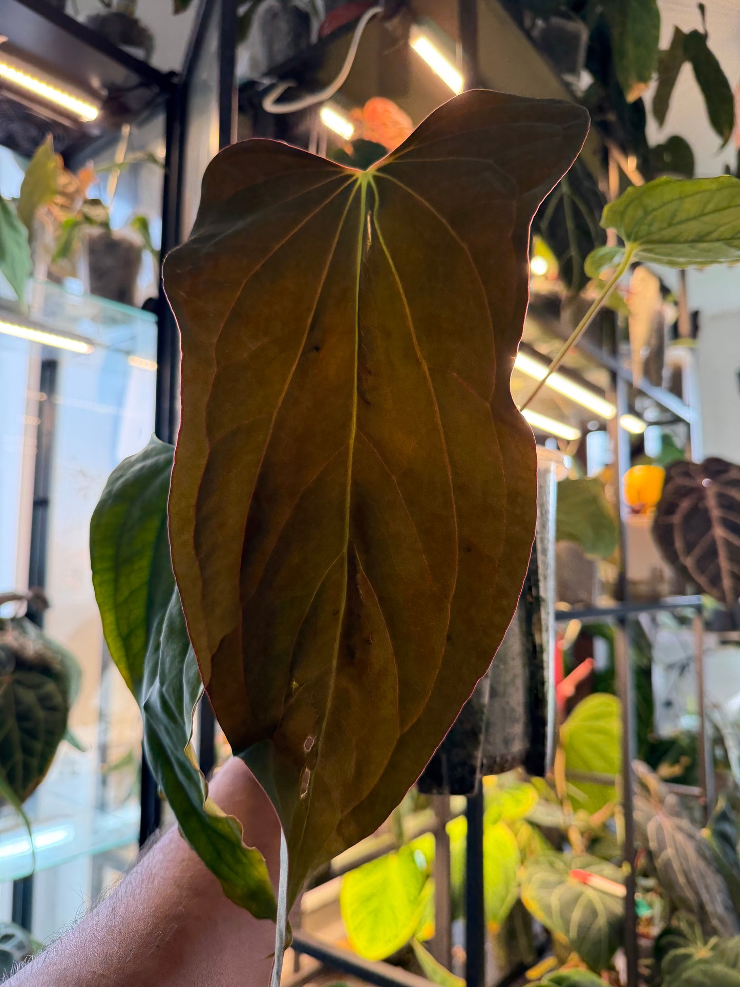 Anthurium Sp. Nov DF x BVEP RA1 – Offset 2