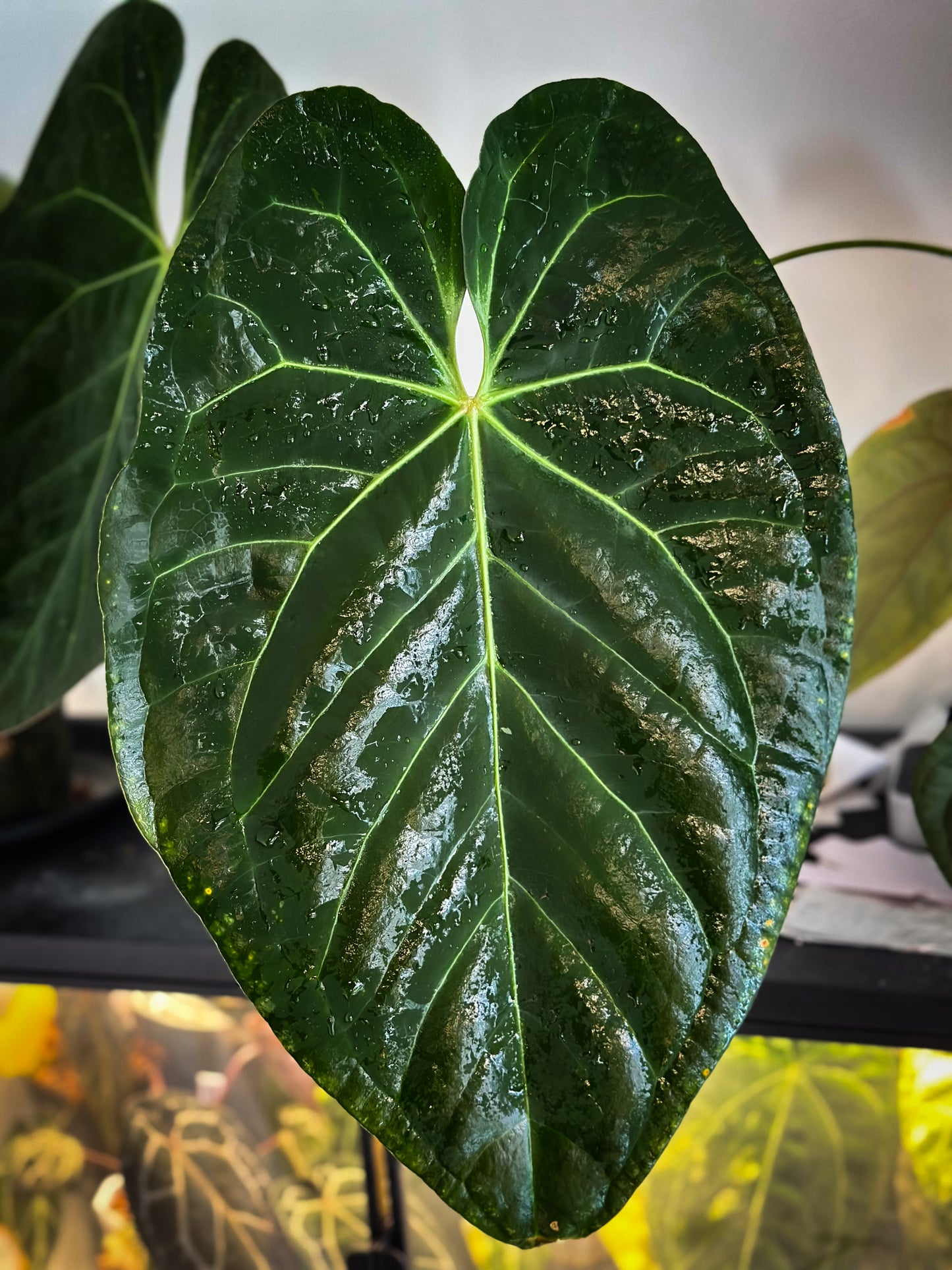 Anthurium (Papillilaminum x Hoffmani) x (Fort Sherman x AOS)