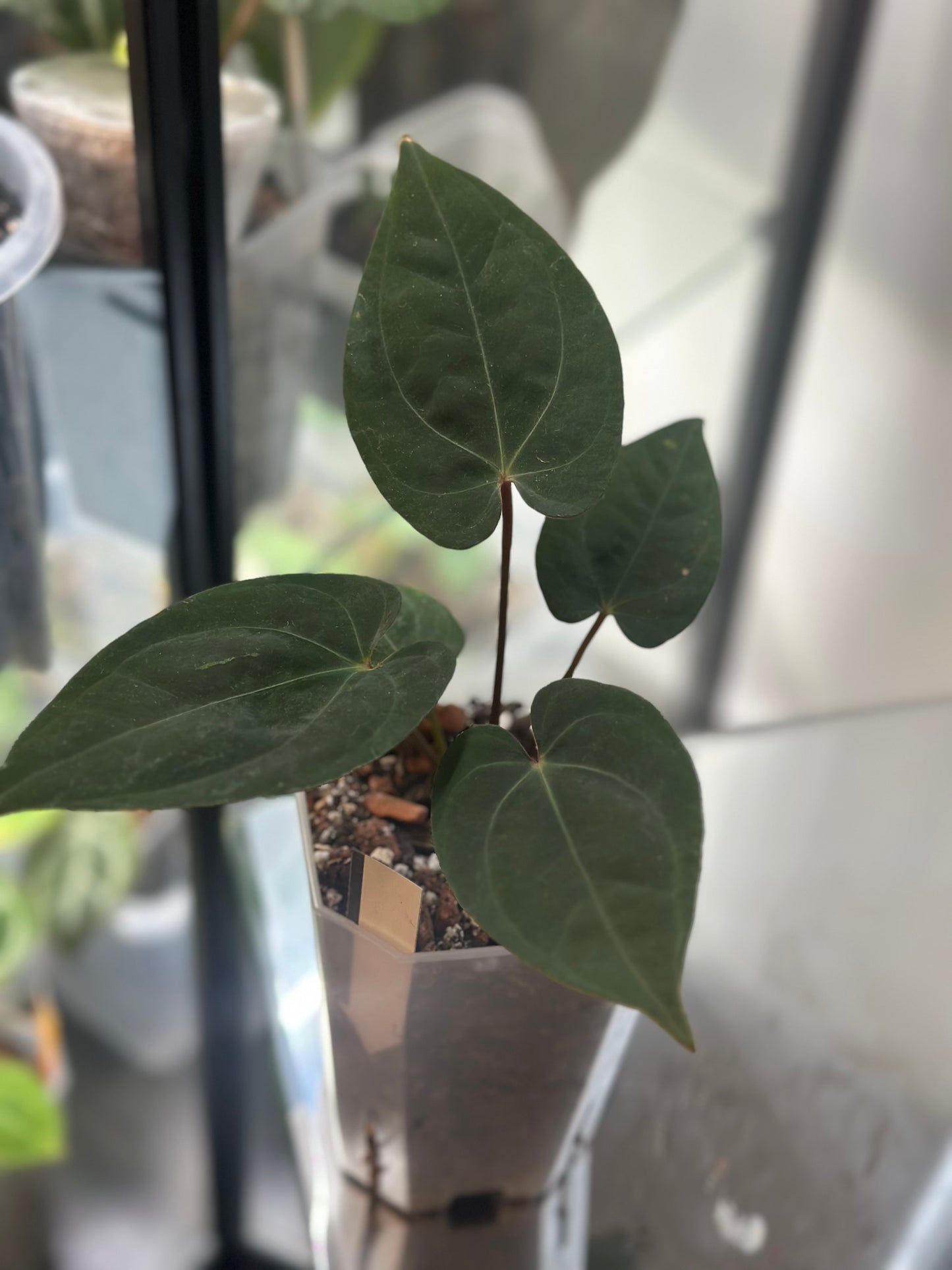 Anthurium Dressleri (NSE) x RVDP