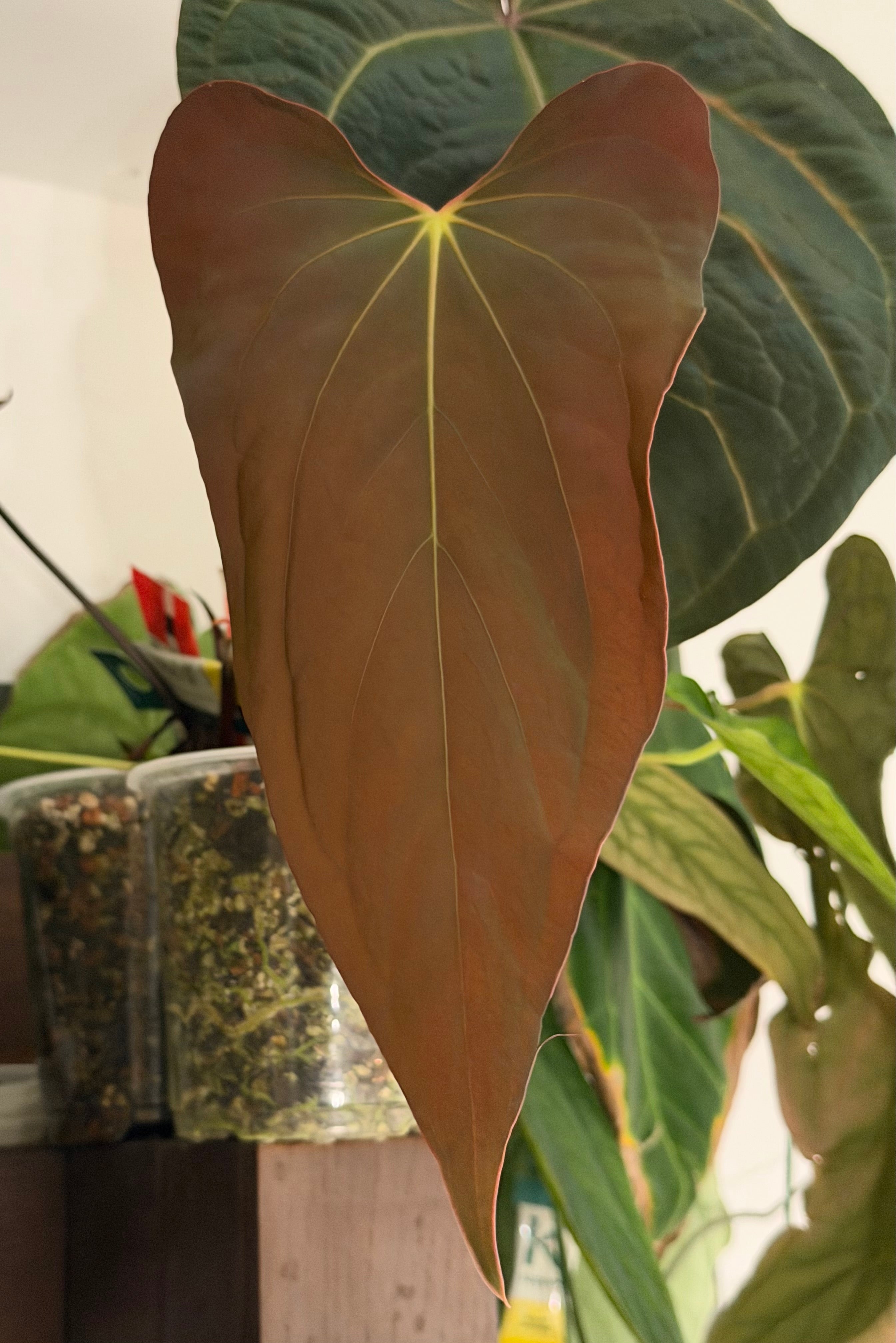 Anthurium Sp. Nov DF x BVEP RA1 – Offset – HappiestPlants