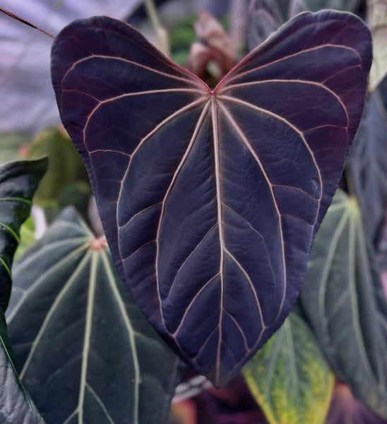 anthurium dolores Anthurium Portillae Dorito X Carlablackiae (Round x GPH001) – HappiestPlants