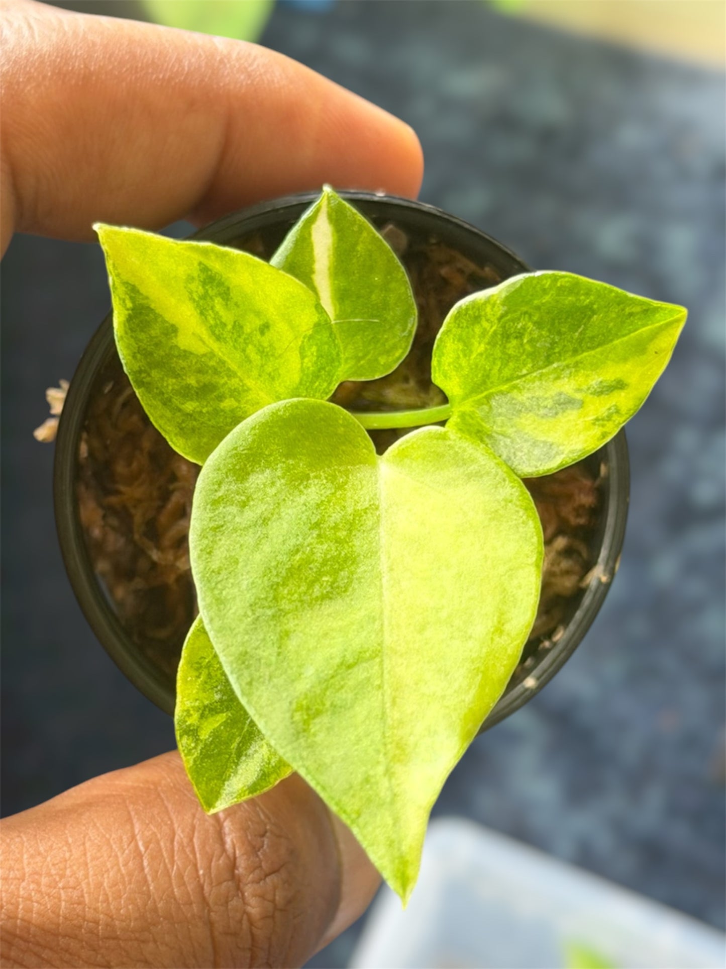 Anthurium Forgetii Var x Carlablackiae