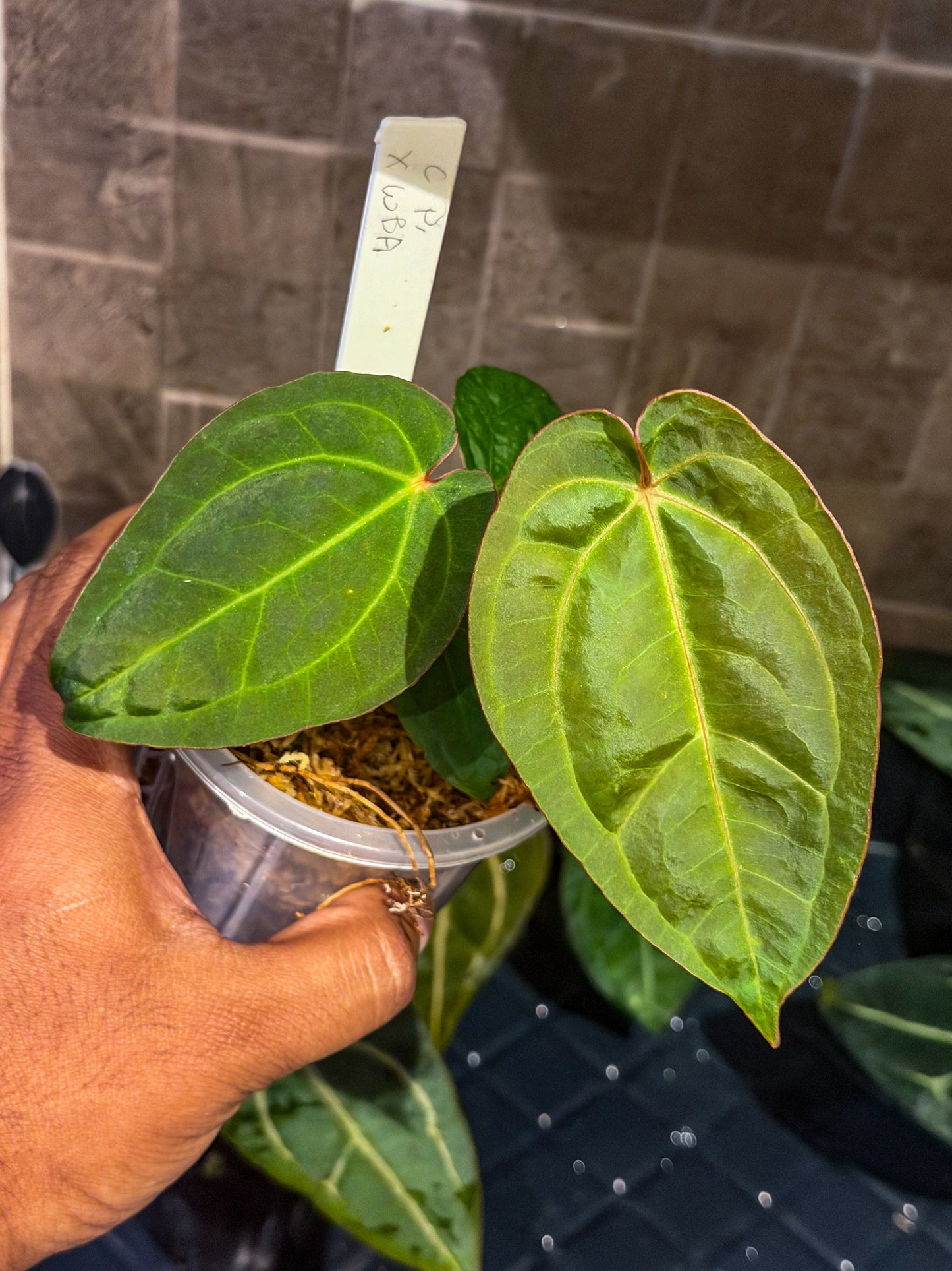 Anthurium Circus Peanuts x Wonderboy A