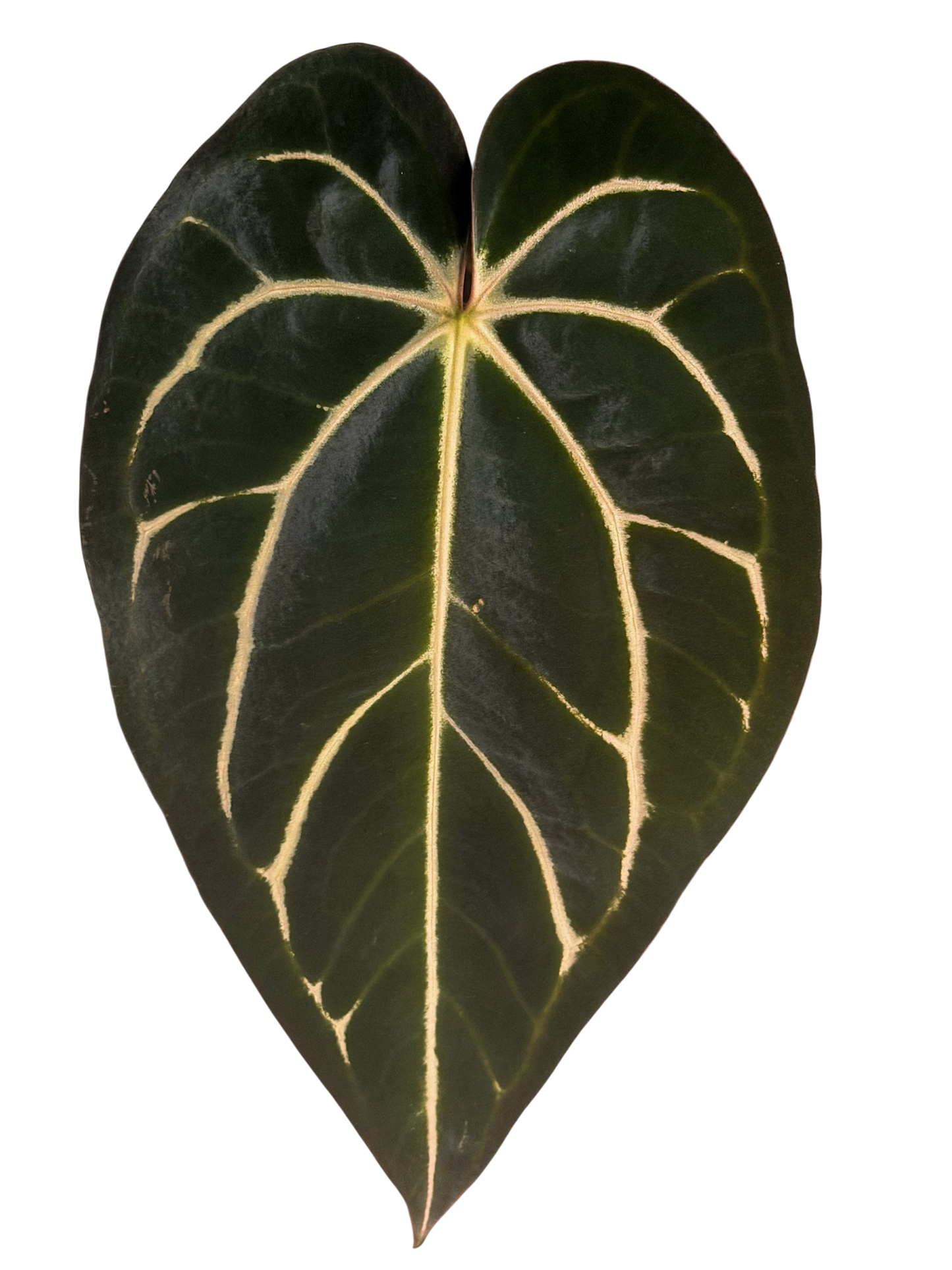 Anthurium Carlablackiae (Round x GPH001) x GPH001 × Peter Parker S1