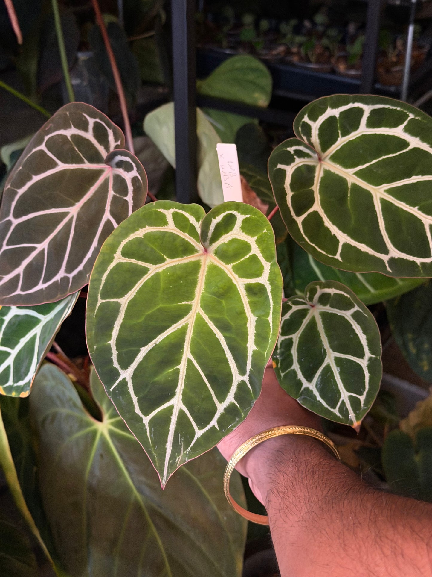 Anthurium Wonderboy x Wonderboy A