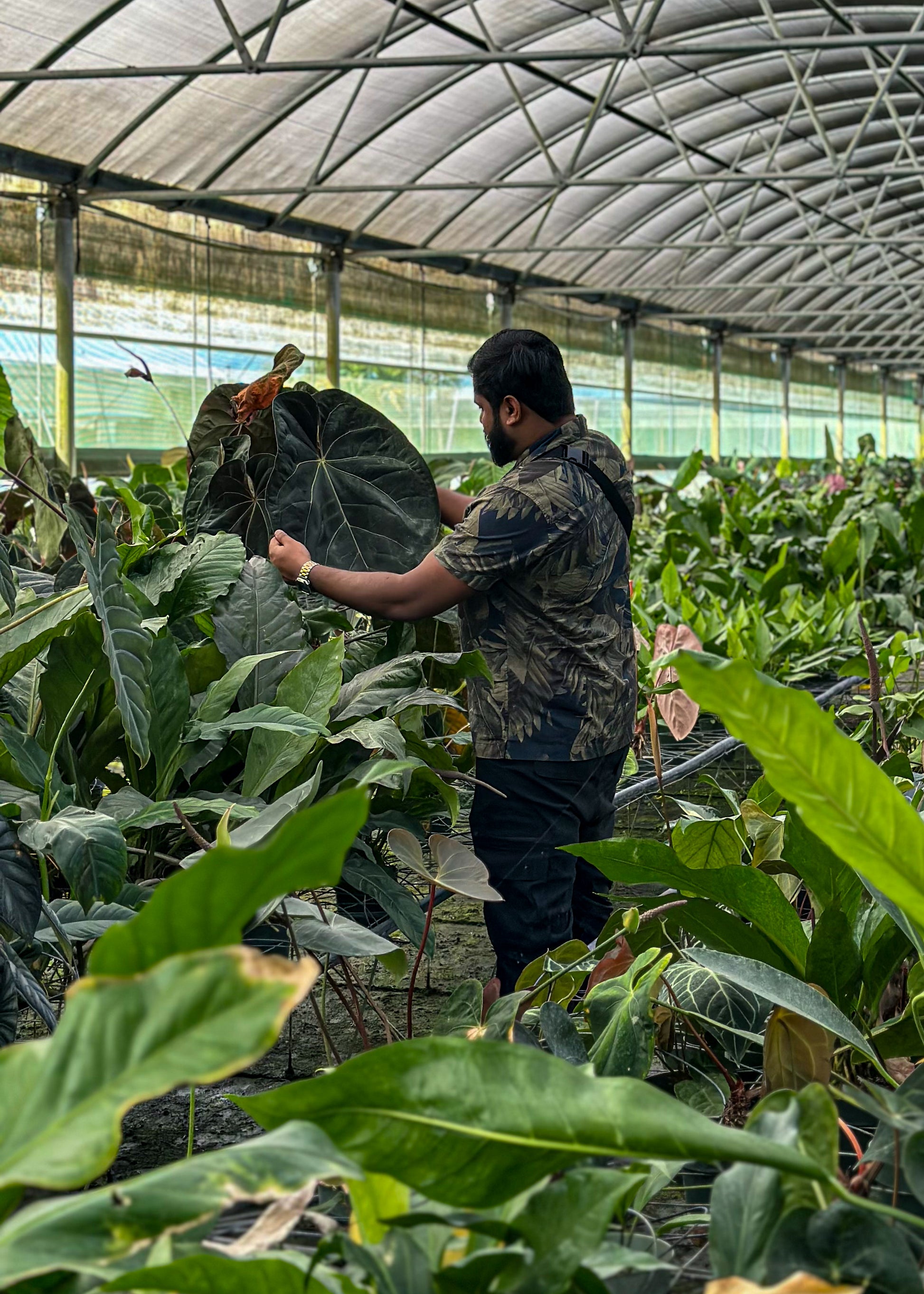 anthurium farm Anthurium Ace of Spades