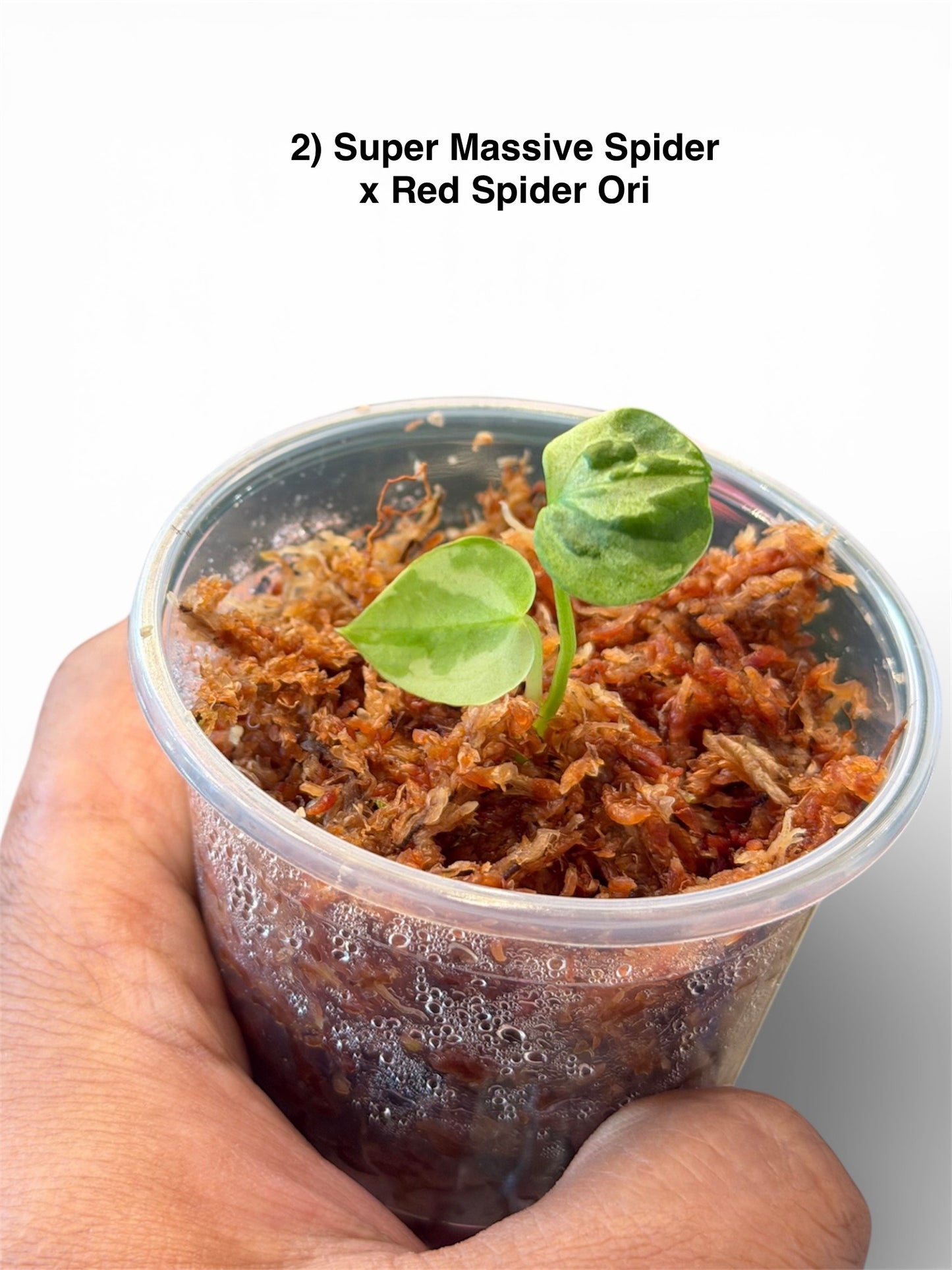 Anthurium Variegated Seedlings