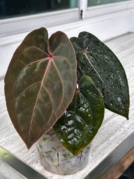Anthurium Bloodmoon – HappiestPlants