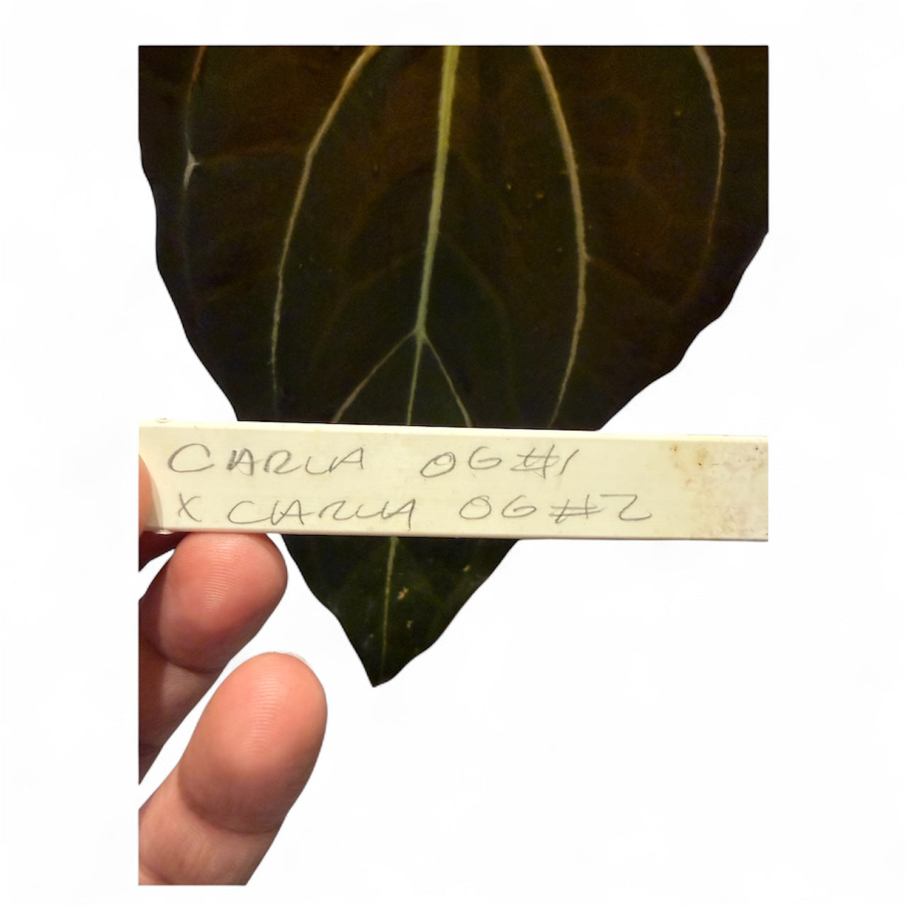 Anthurium Carlablackiae OG1 × OG2 – Offset