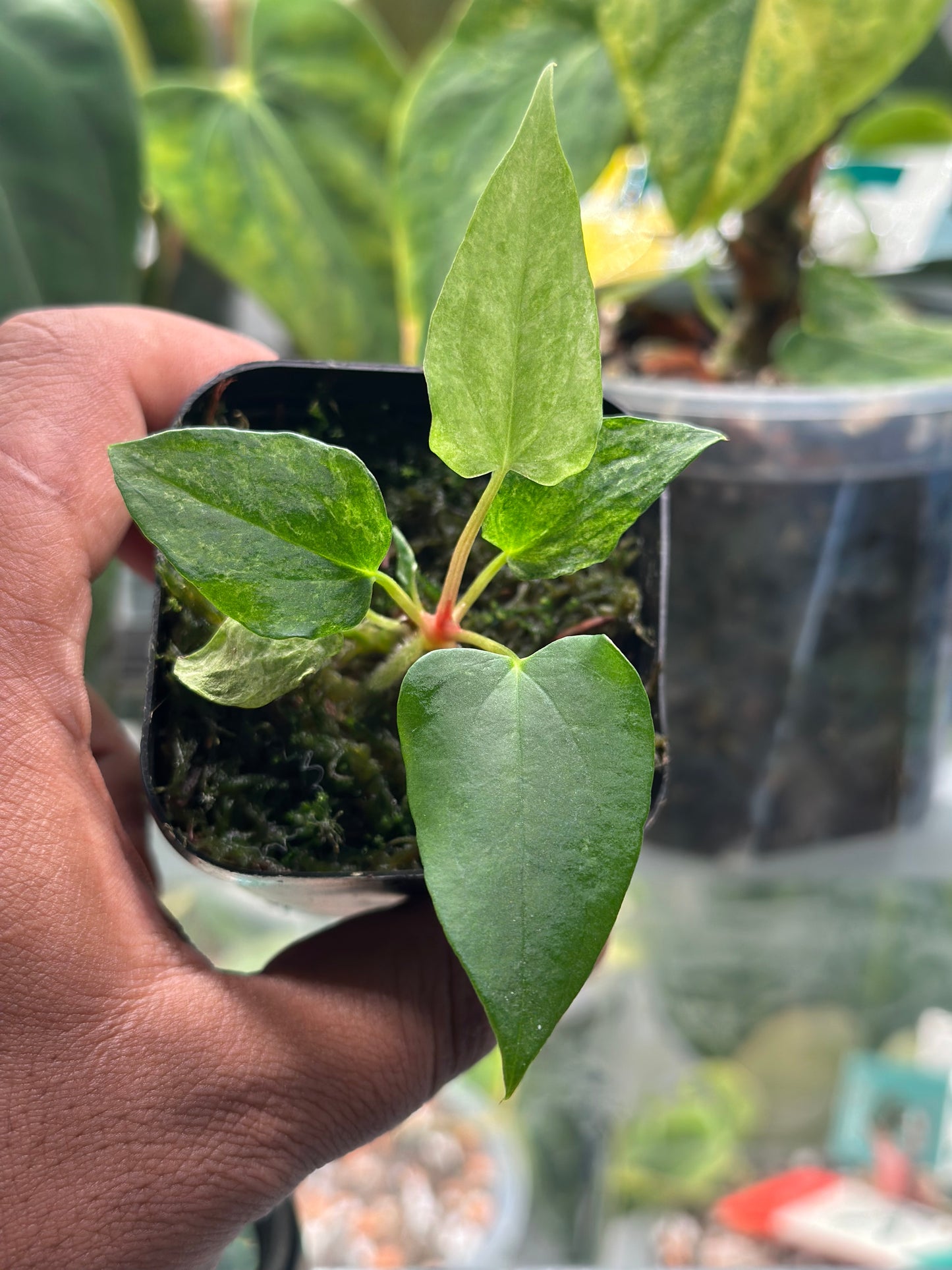 FSRL x RL Variegated Anthurium Seedling