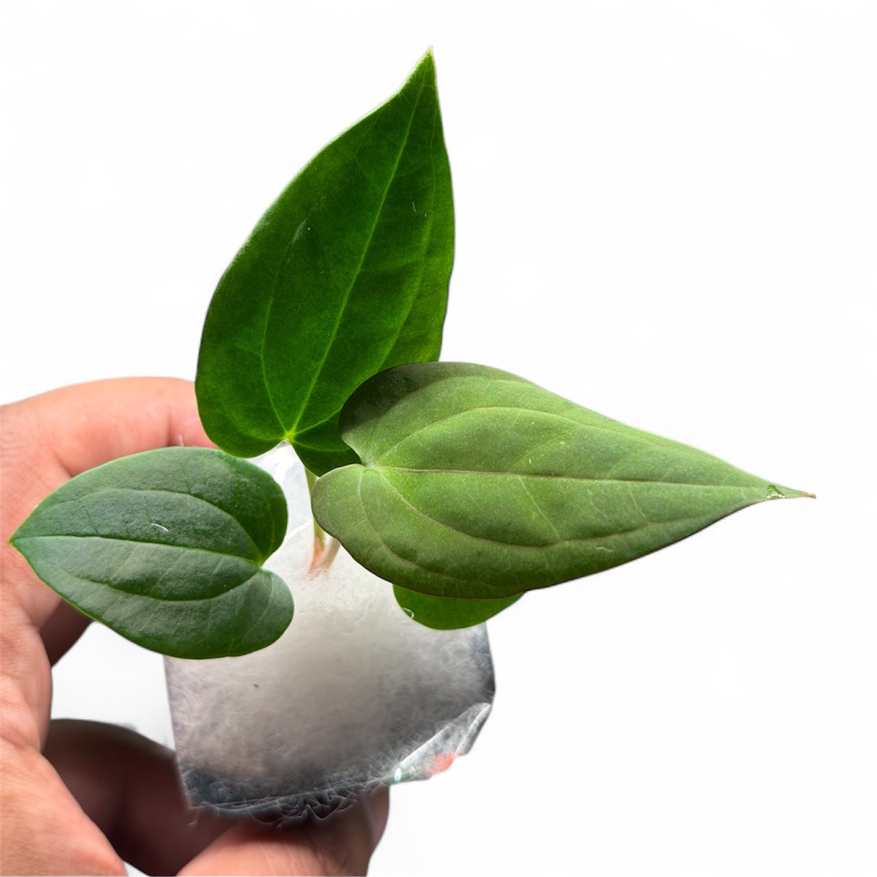 Anthurium BVEP x Night Dragon