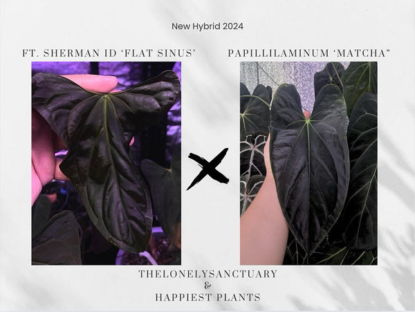Anthurium Papillilaminum Fort Sherman Flat Sinus x Papillilaminum