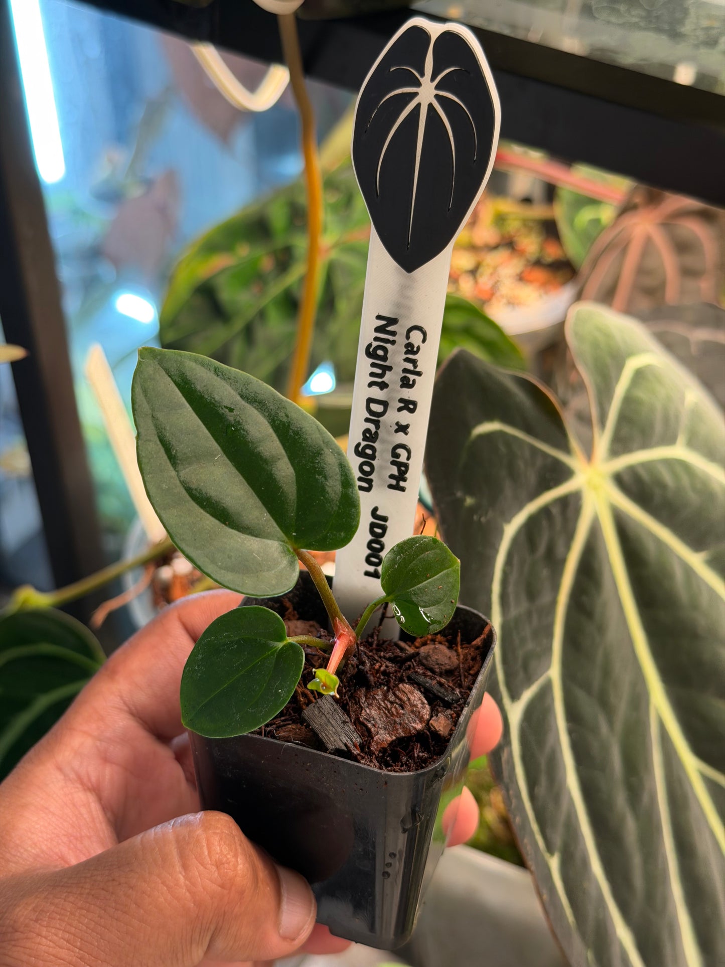 Anthurium Carlablackiae (Round x GPH001) x Night Dragon