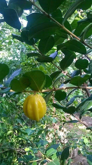 Pitangatuba Fruit Plants