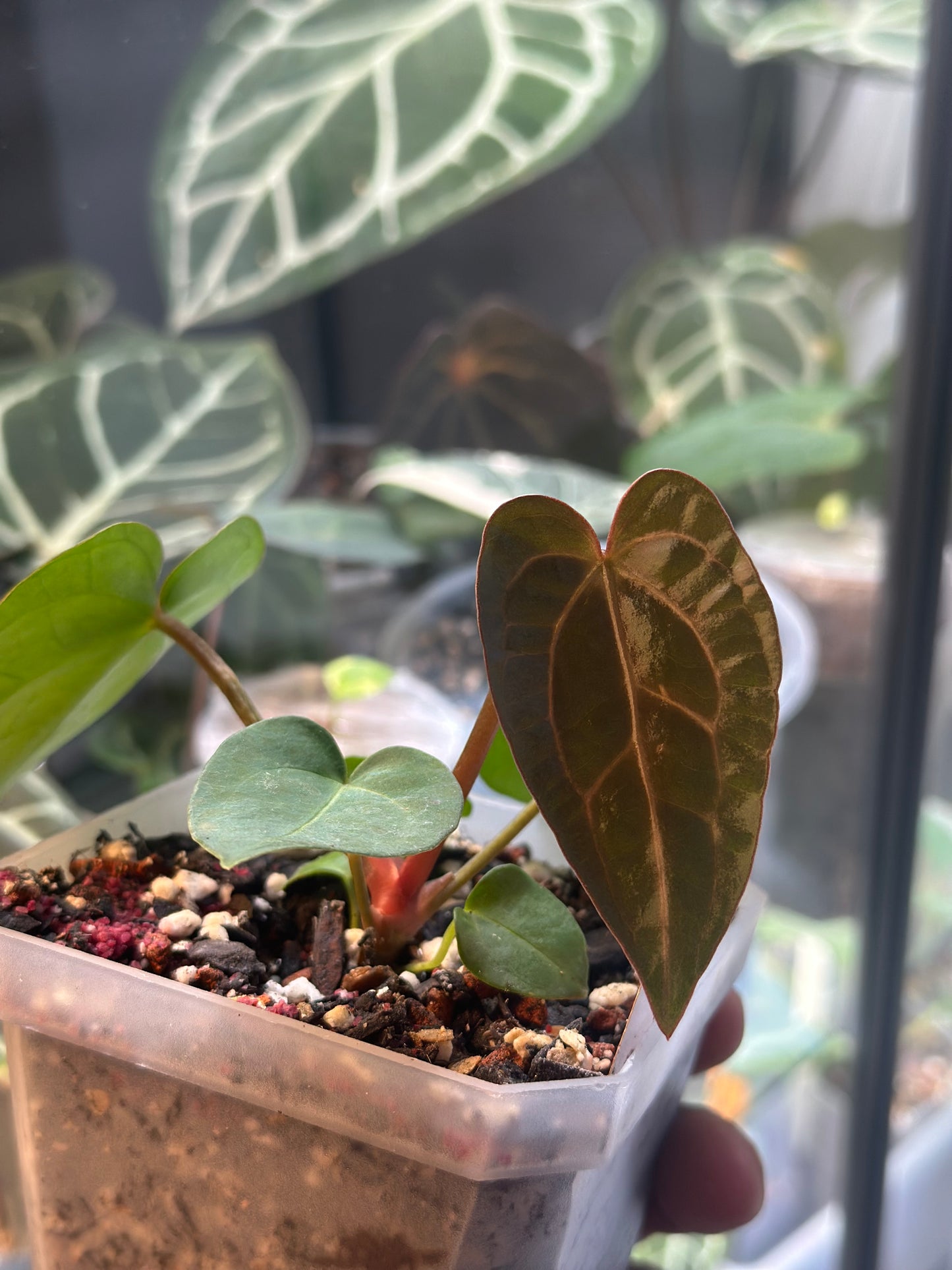 Anthurium Dressleri (NSE) x Carlablackiae AU1