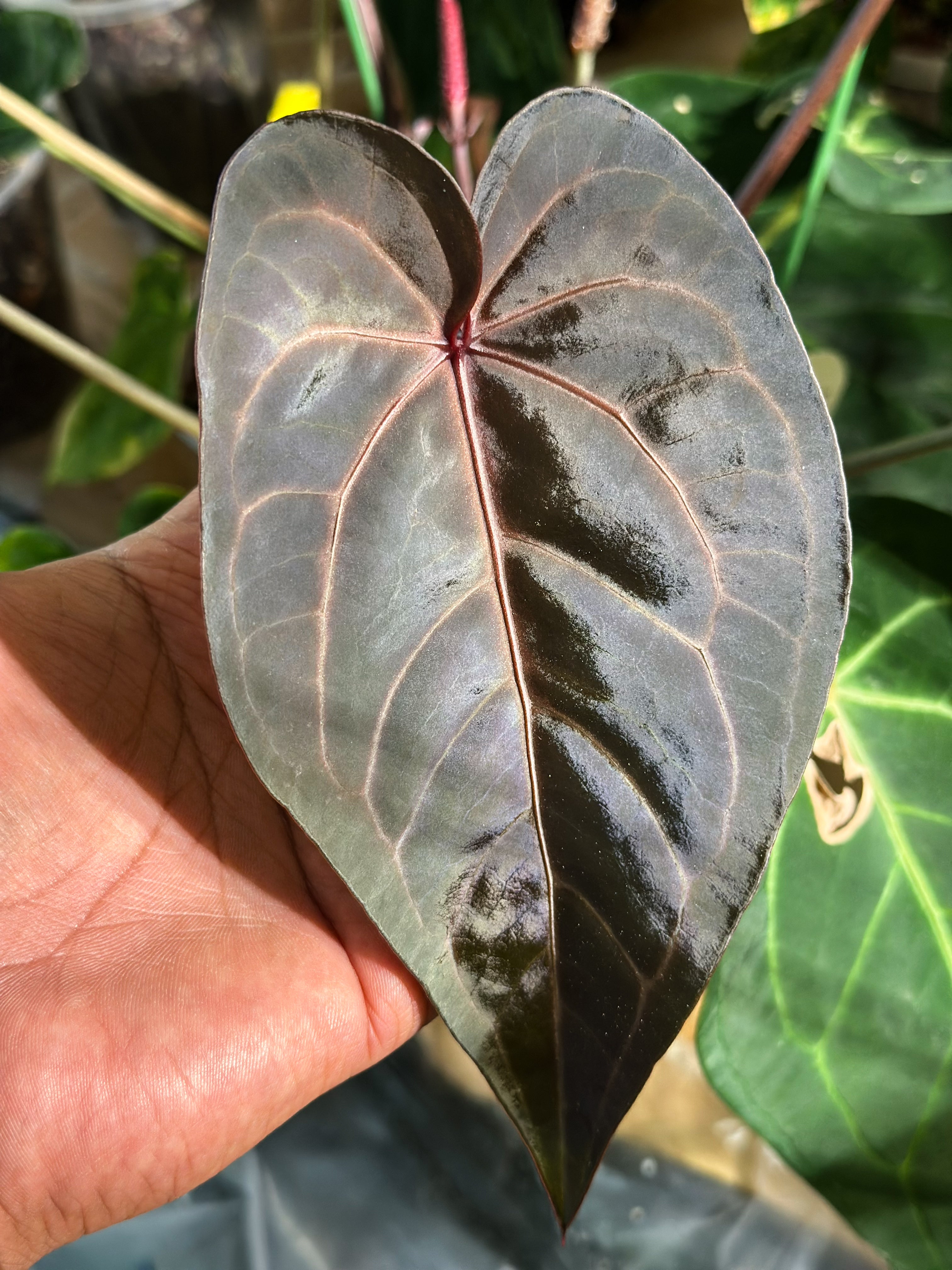 Anthurium Carlablackiae × (D&H × RVC) – HappiestPlants