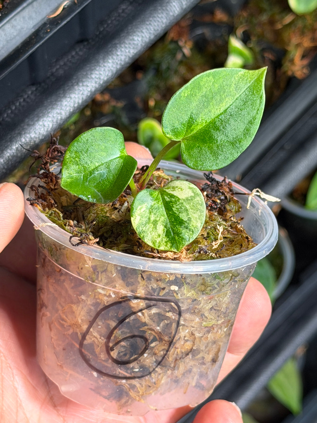 Anthurium (Dressleri x Pap Var) x Carlablackiae RA10 S1 - Select Variegated Seedlings